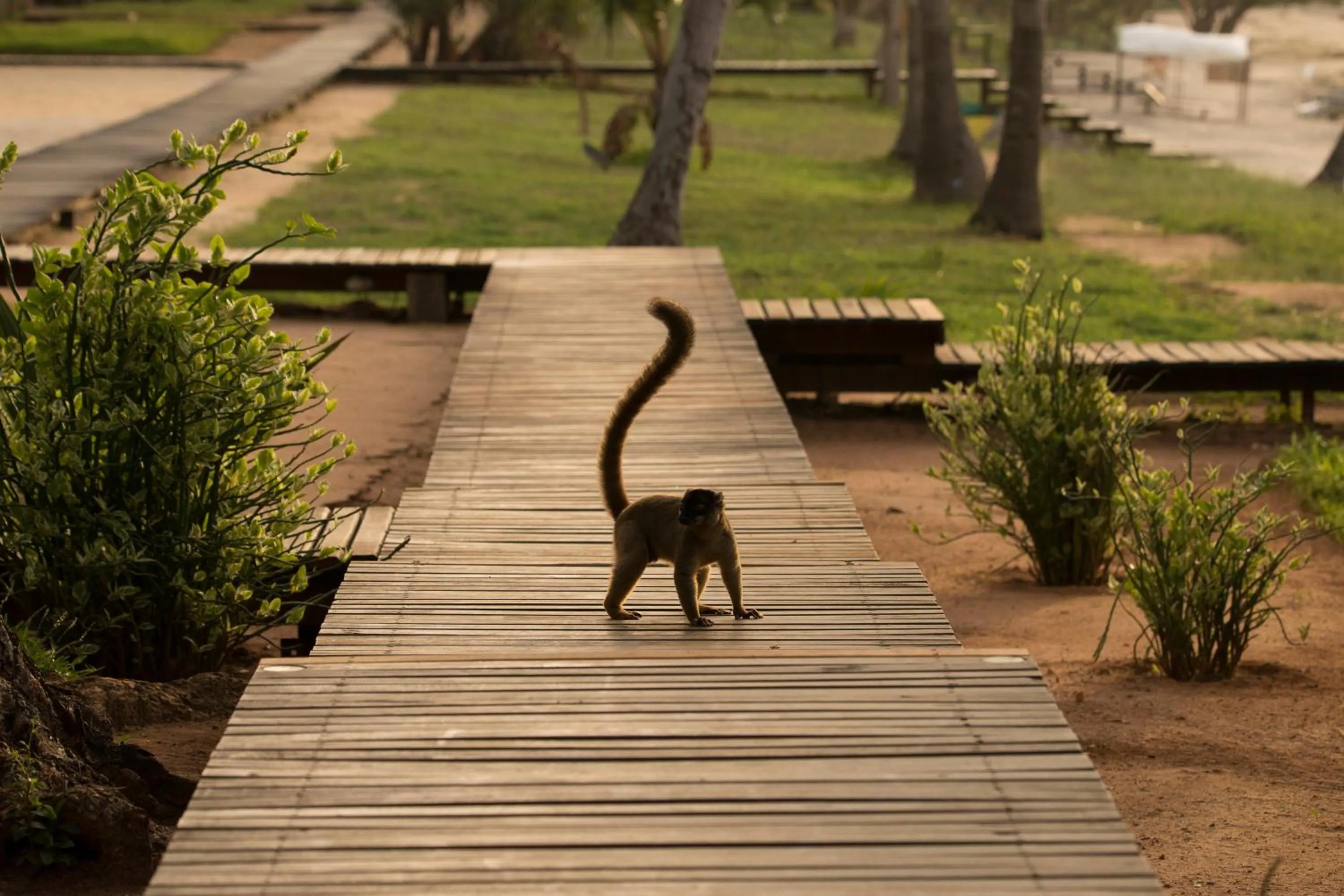 Animals in Anjajavy le Lodge - Relais&Châteaux