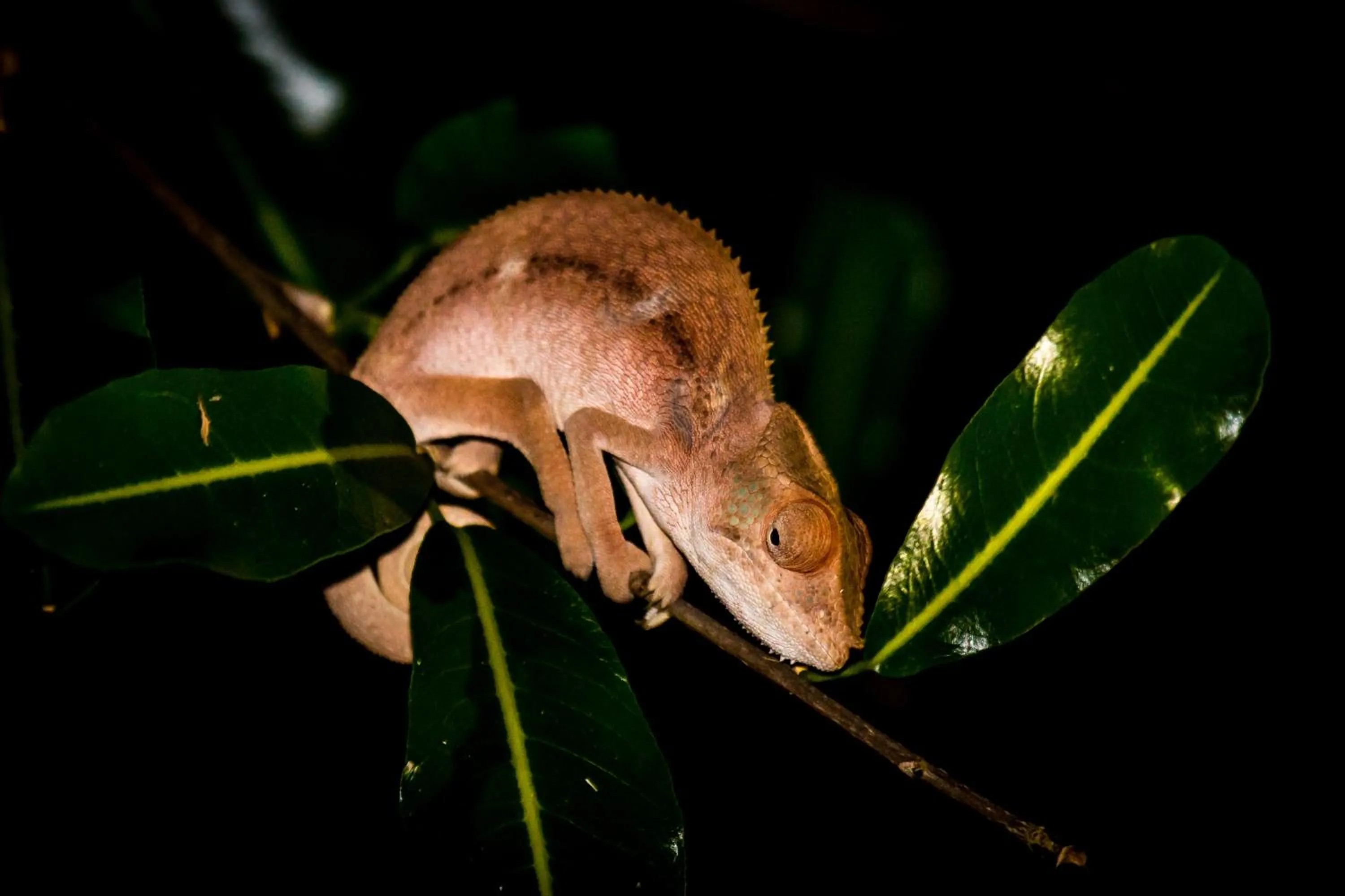 Animals in Anjajavy le Lodge - Relais&Châteaux