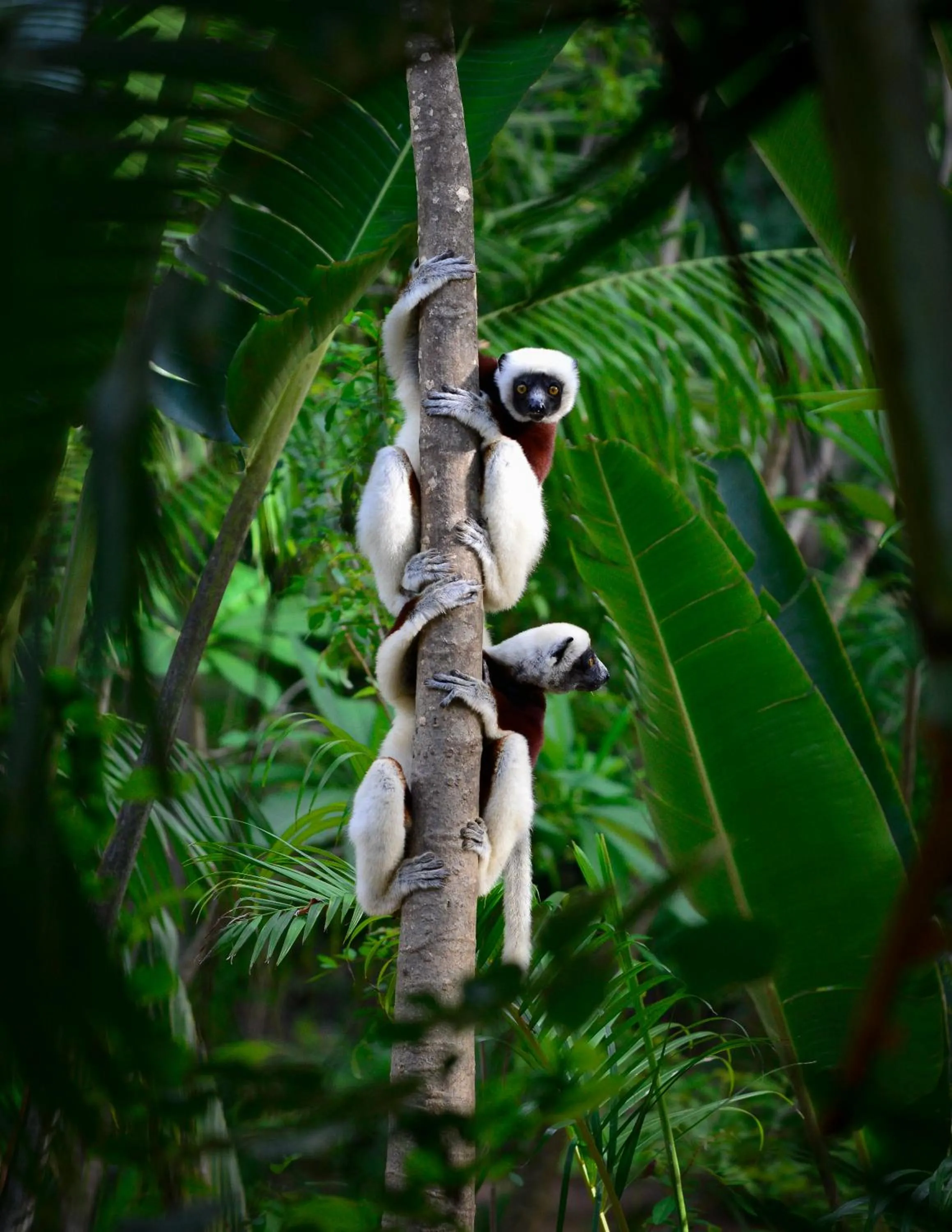 Animals in Anjajavy le Lodge - Relais&Châteaux