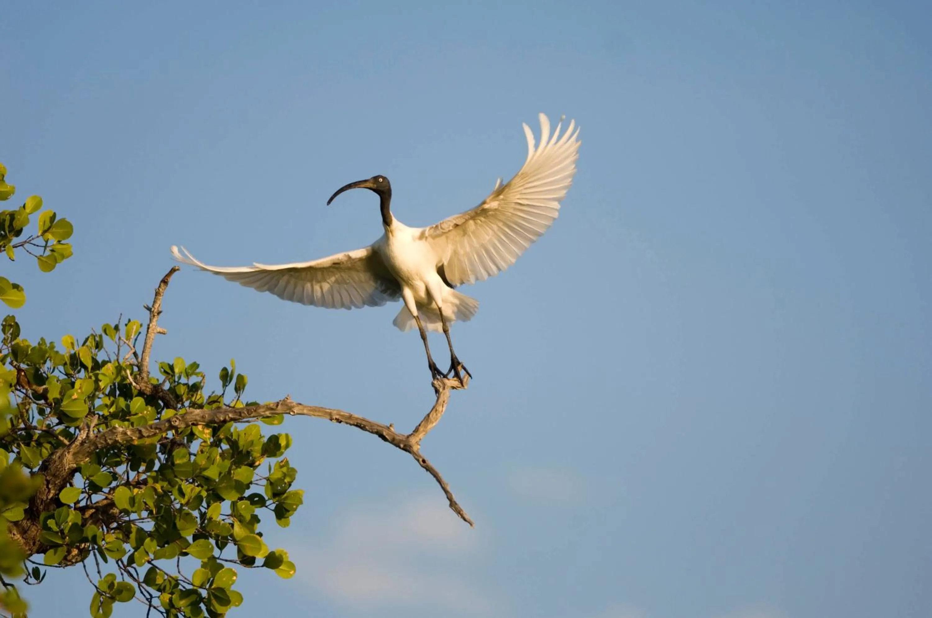 Animals in Anjajavy le Lodge - Relais&Châteaux