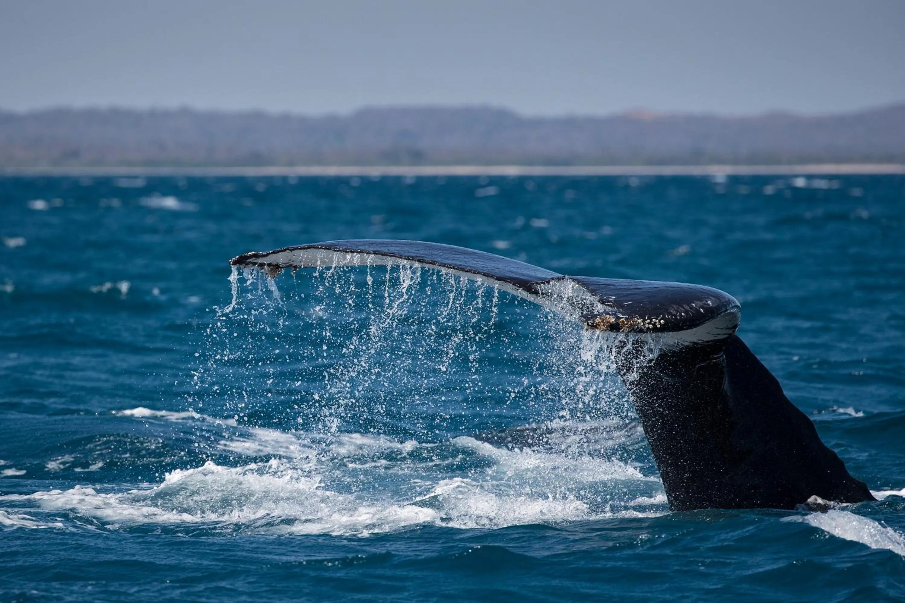 Animals in Anjajavy le Lodge - Relais&Châteaux