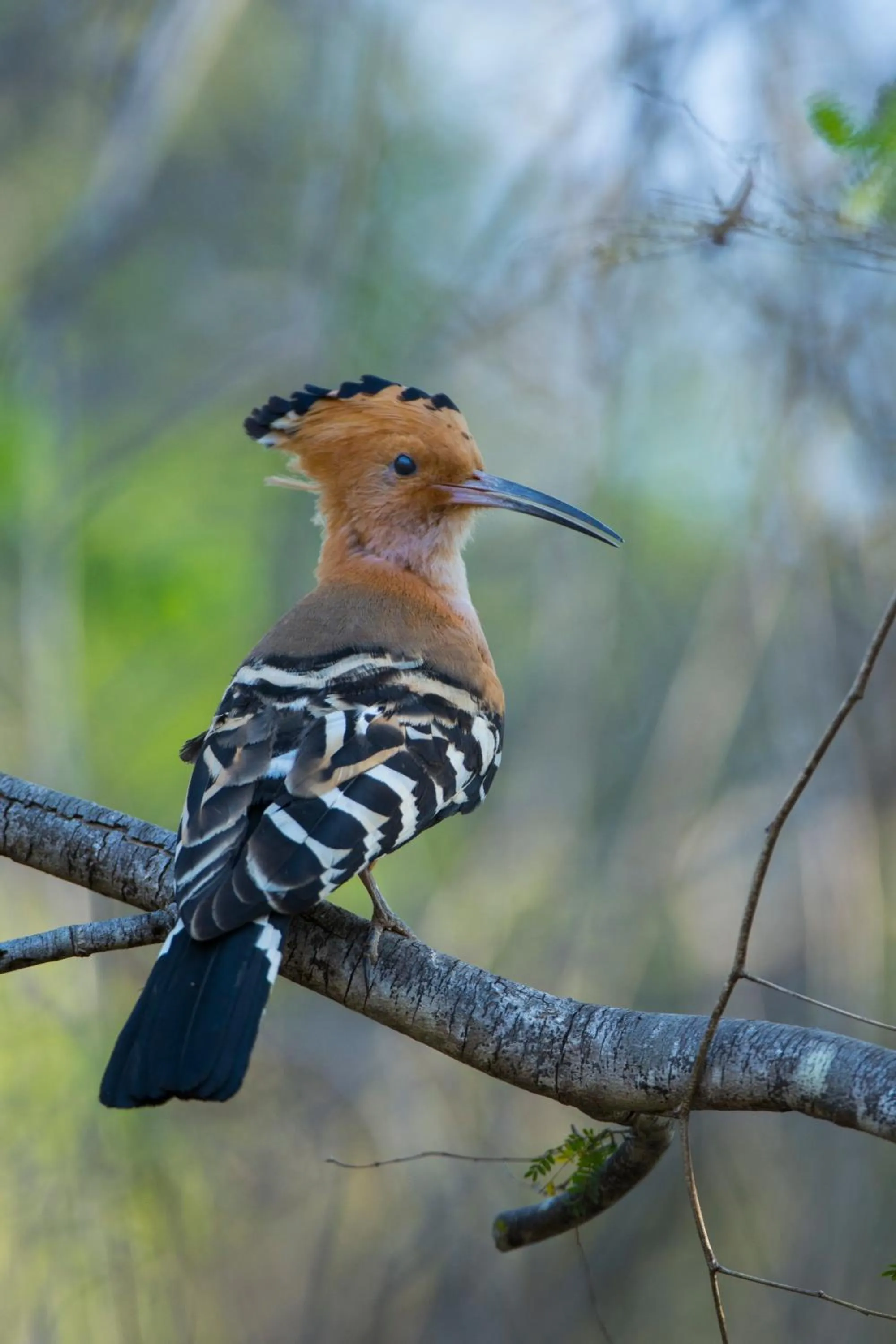 Animals in Anjajavy le Lodge - Relais&Châteaux