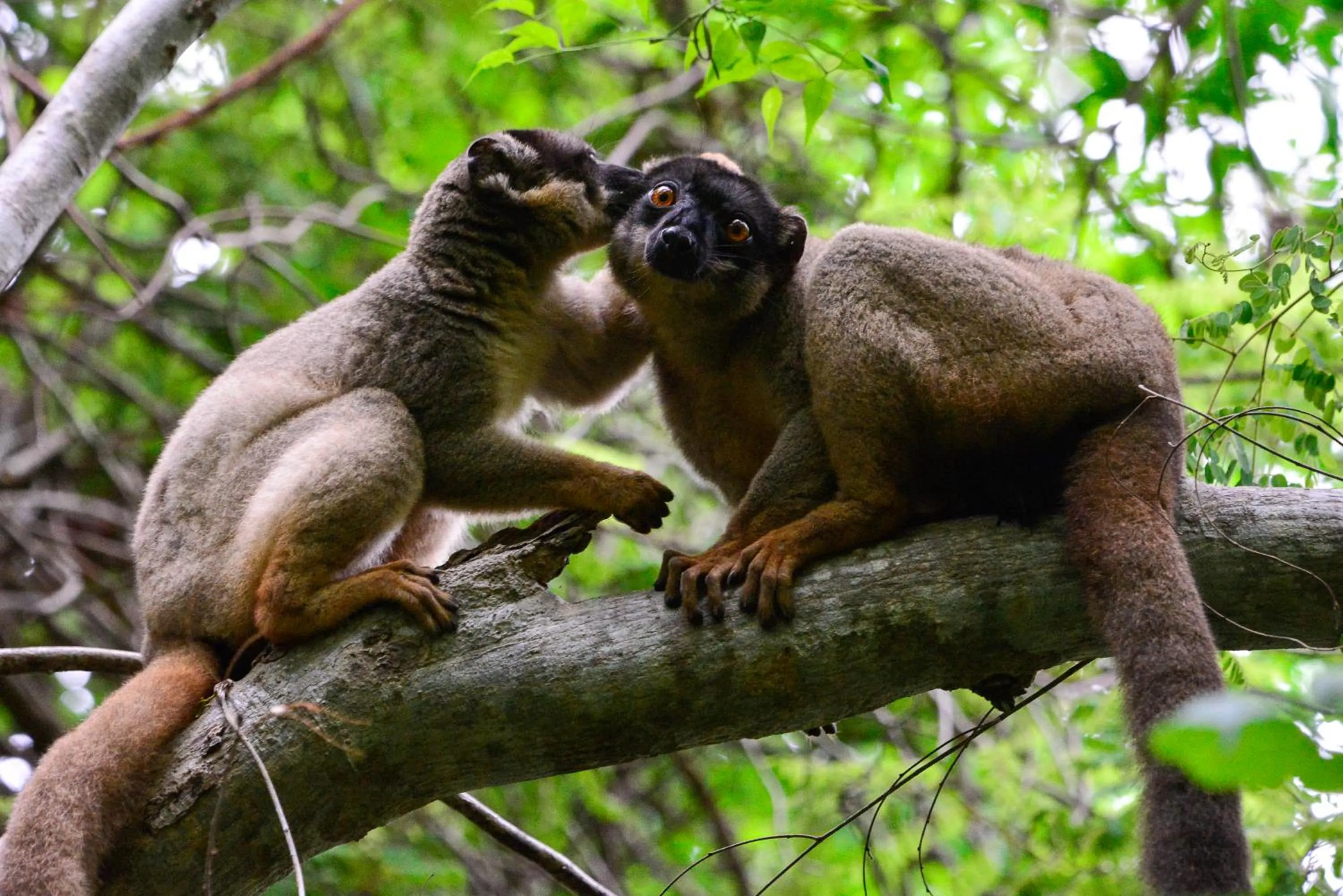 Animals in Anjajavy le Lodge - Relais&Châteaux