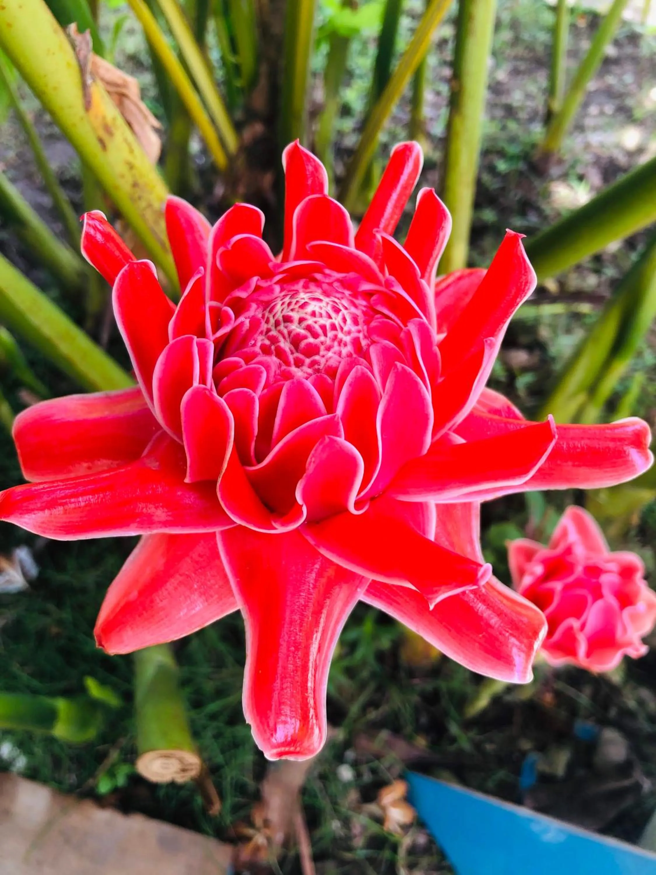 Garden view in SweetWater Resort