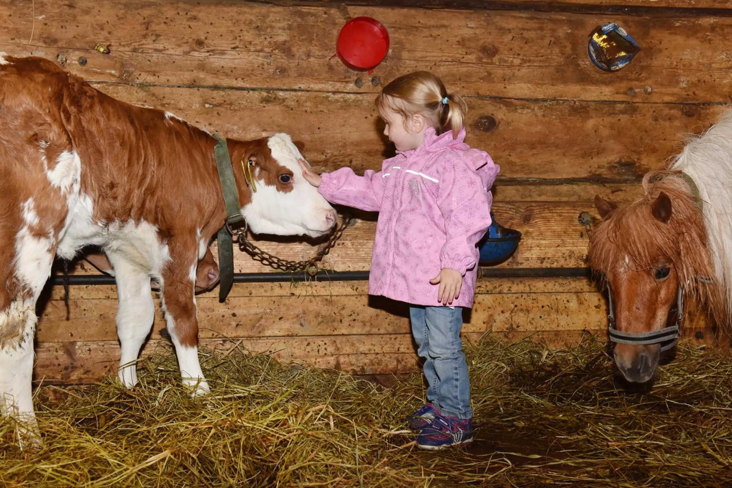 Animals in Ferienhof Felder
