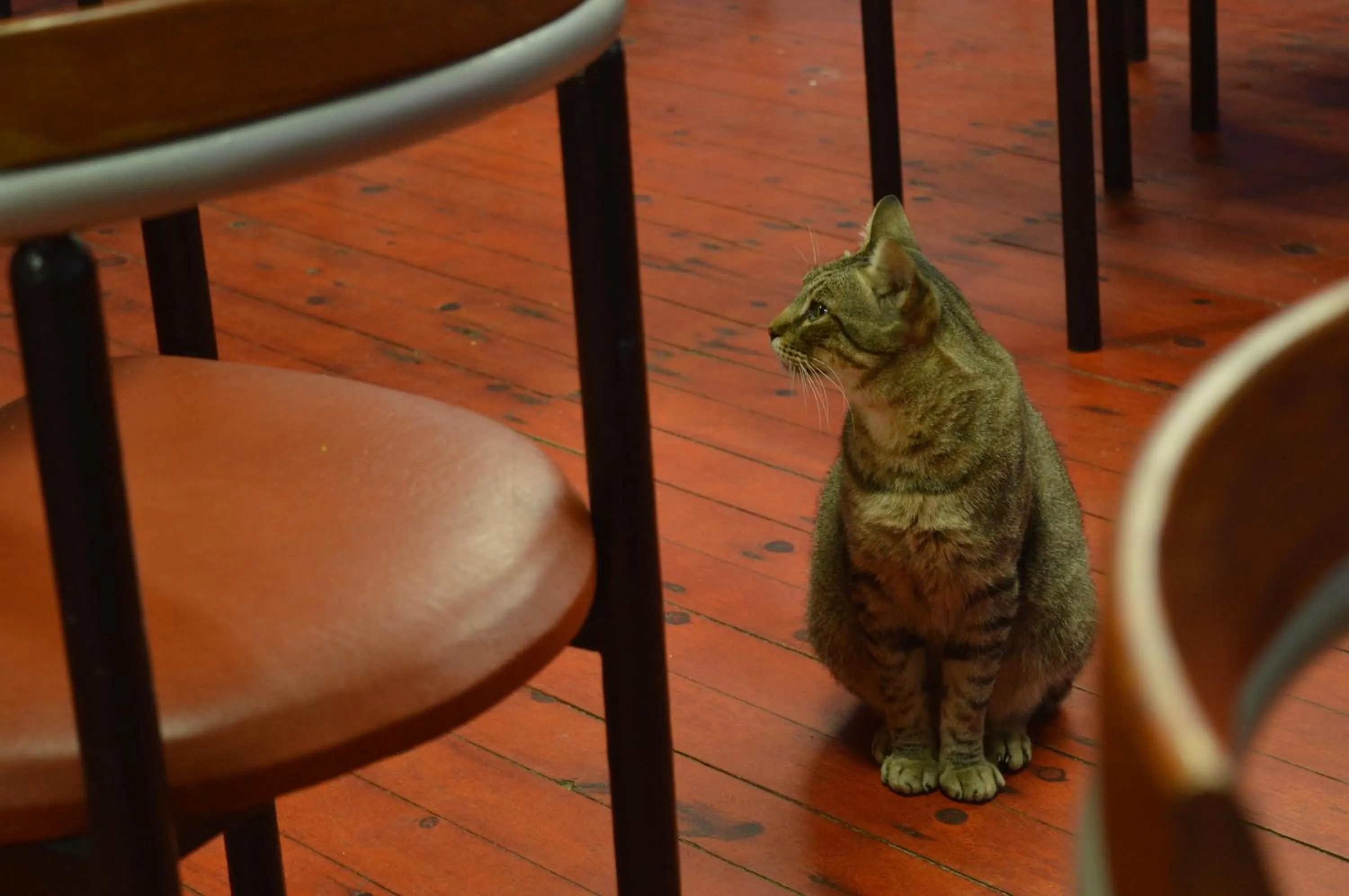 Pets in Baladinos Apartments