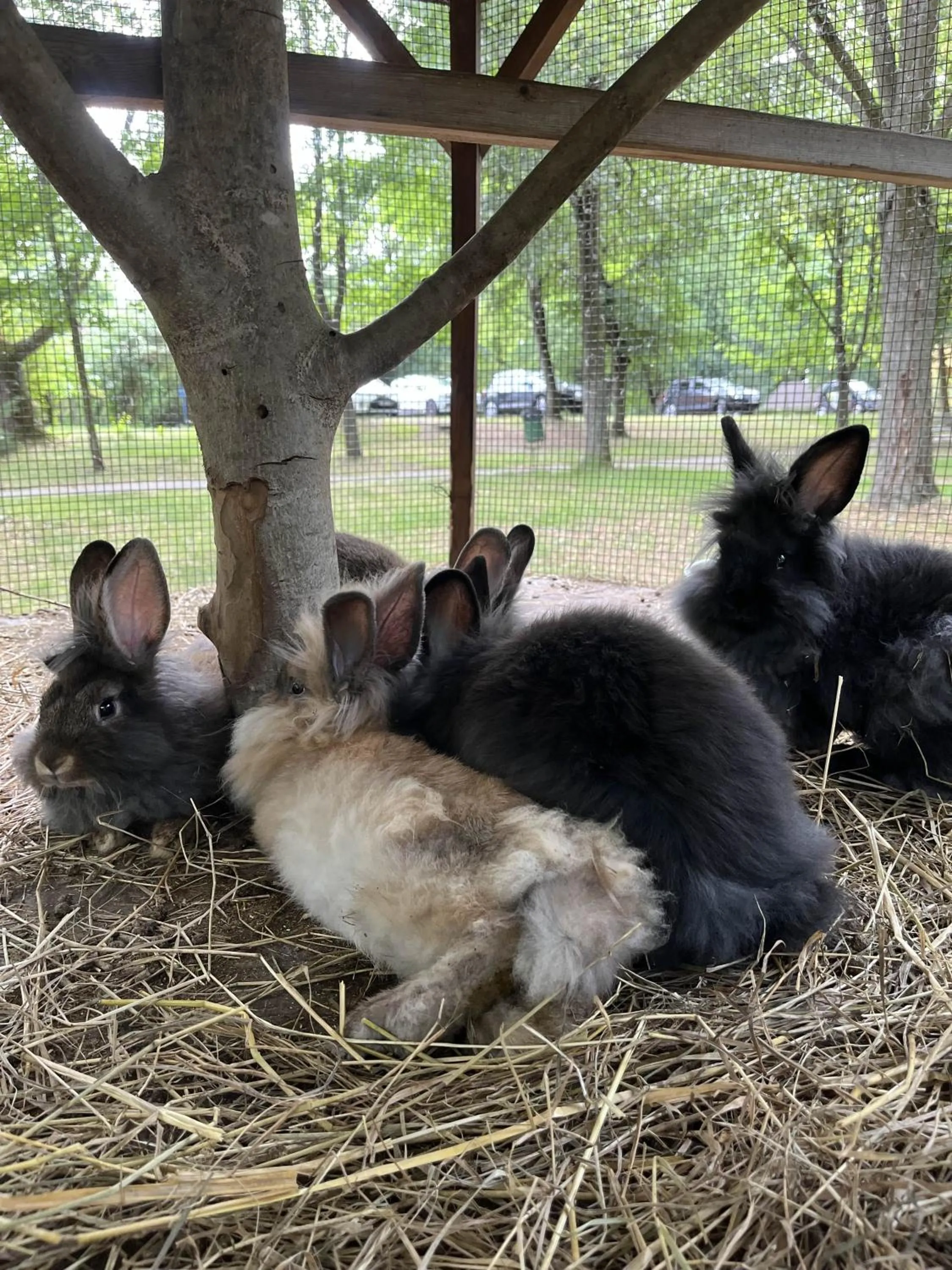 Animals in Park Hotel Sóstó