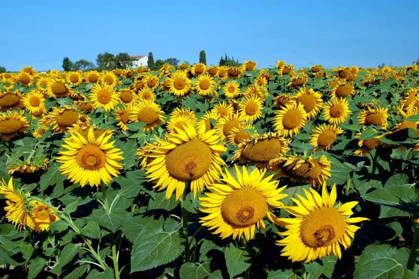 Area and facilities in Borgo Guglielmo
