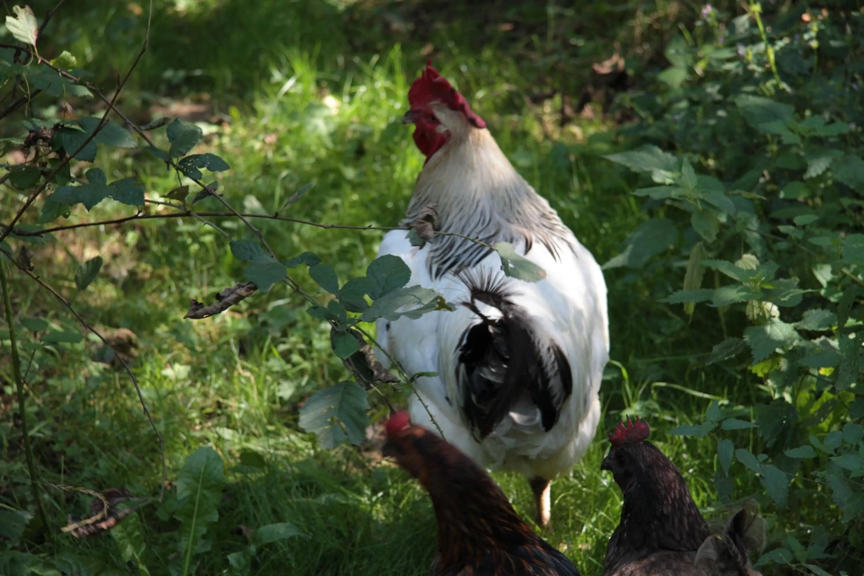 Animals in Ô Saveur de l’Instant