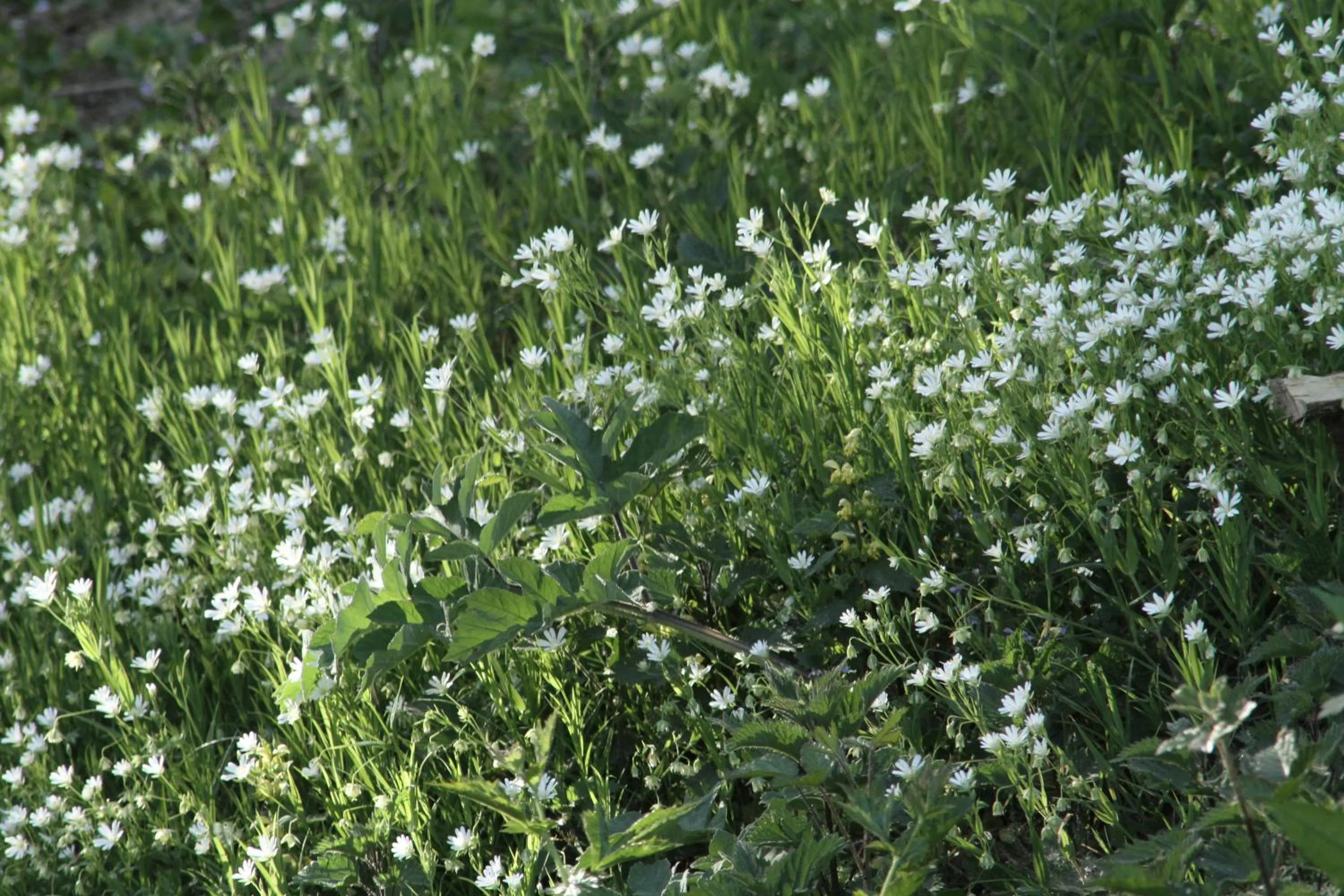 View (from property/room) in Ô Saveur de l’Instant