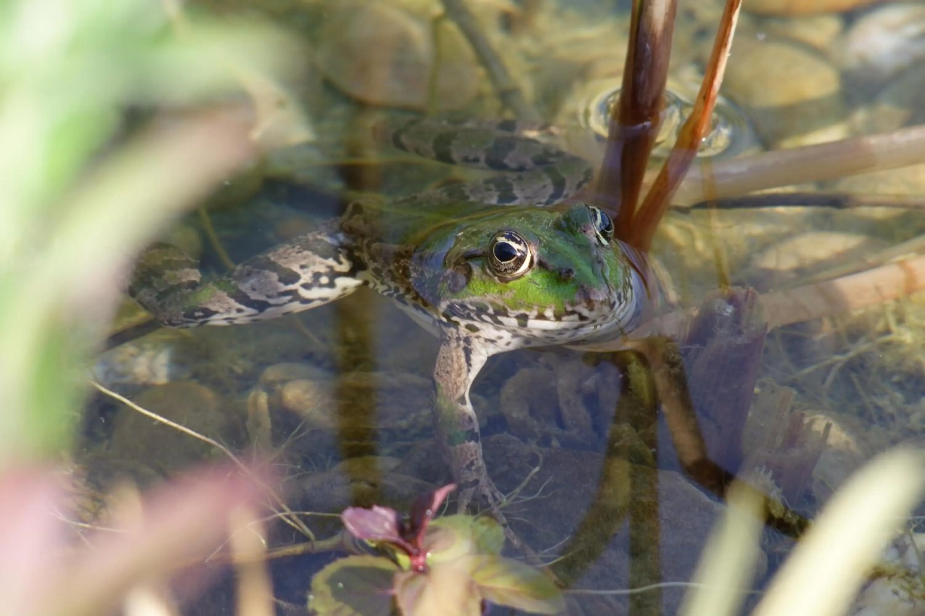 Animals in Ô Saveur de l’Instant