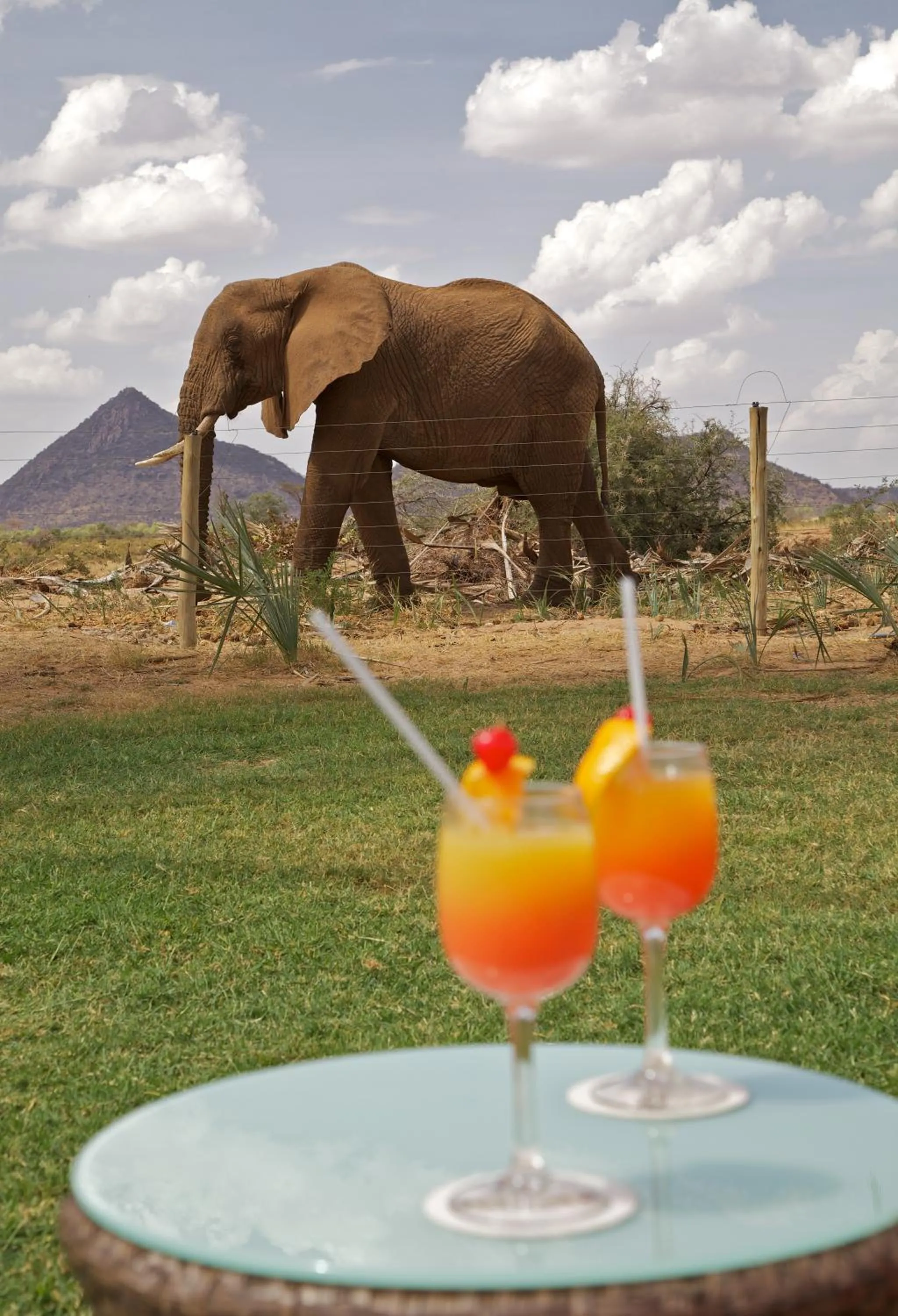 Food and drinks in Ashnil Samburu Camp