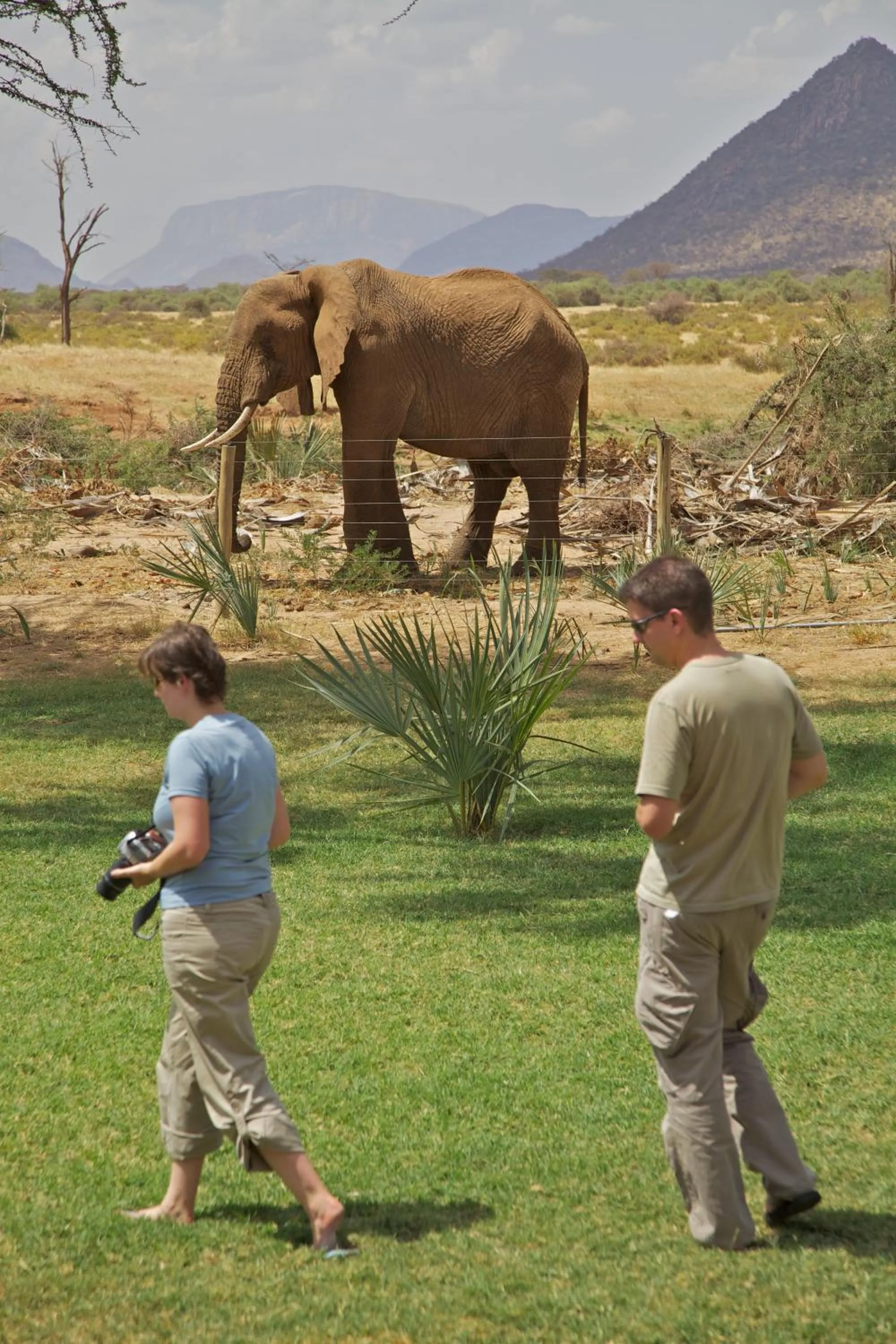 Animals in Ashnil Samburu Camp
