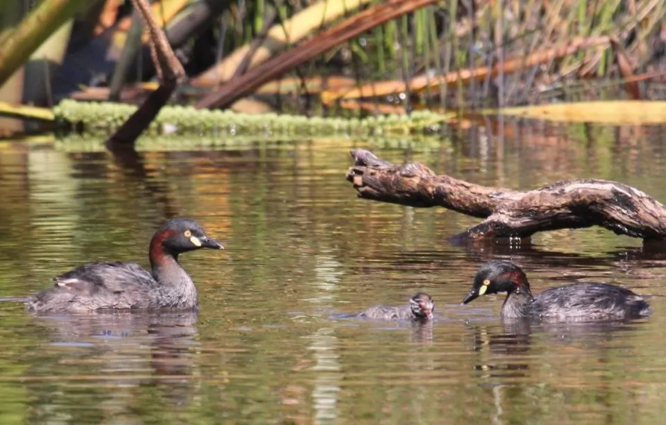 Animals in Messmates Luxury Eco Suites