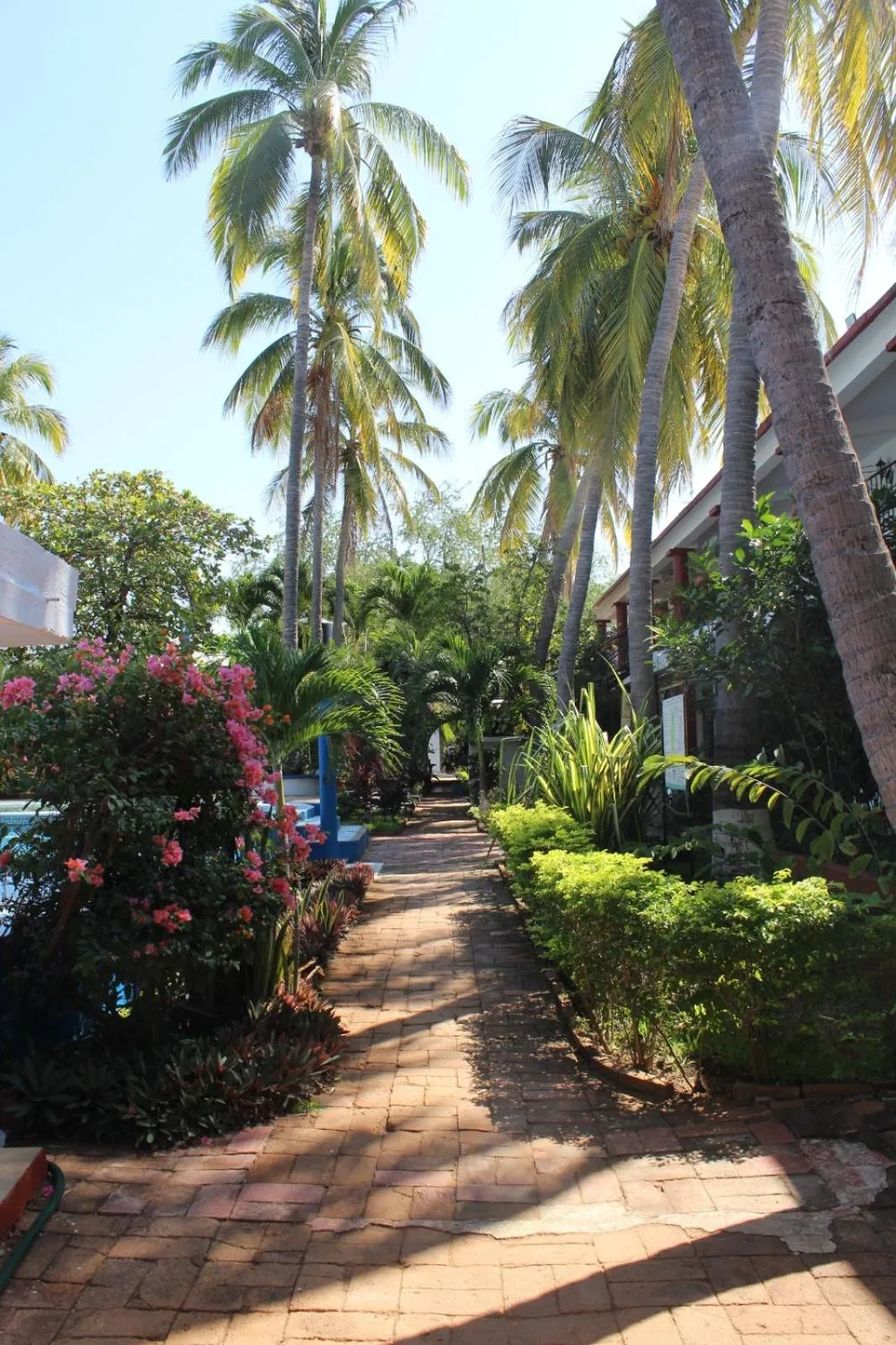 Garden in Hotel Albatros