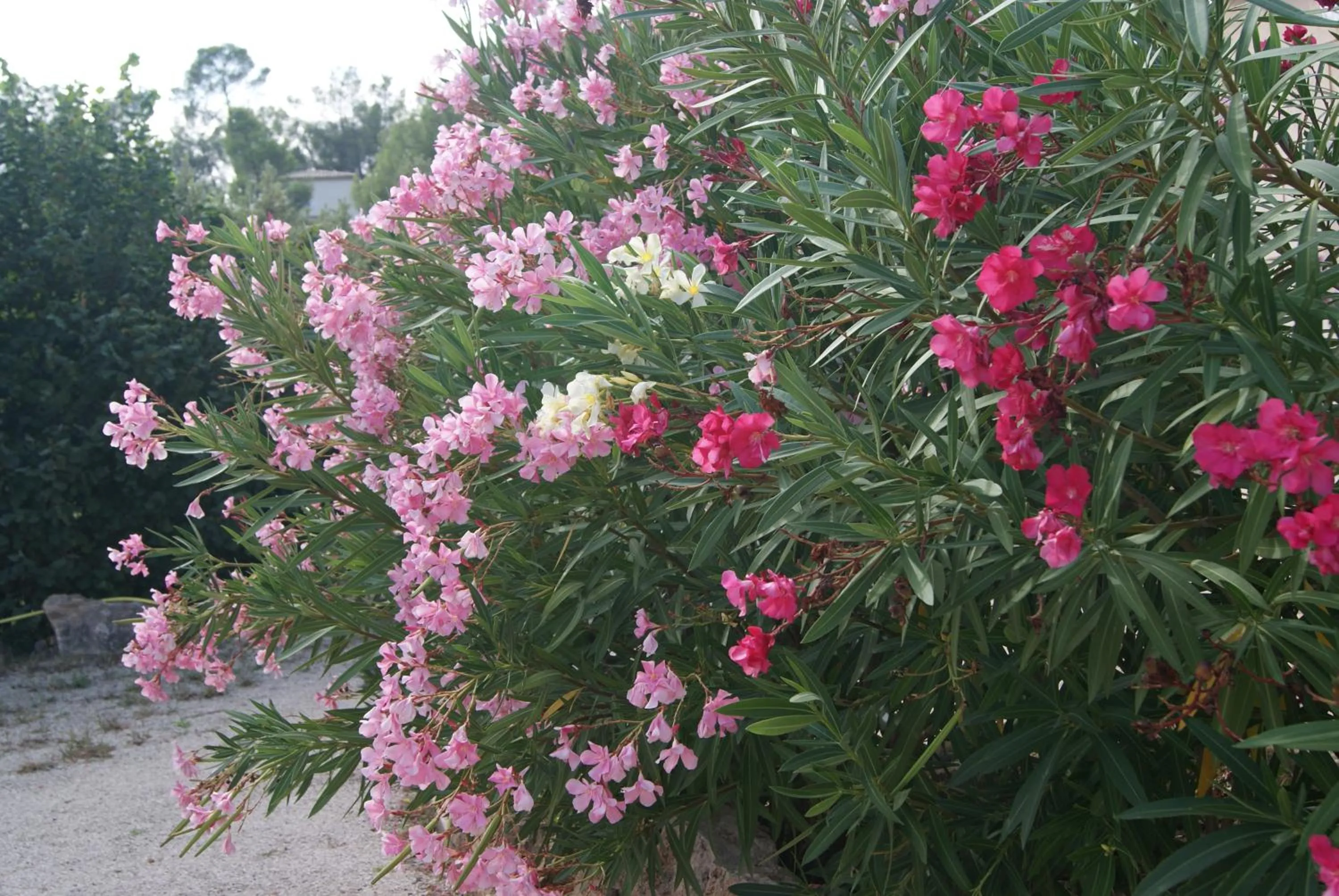 Garden in Appart'Hôtel Les Rochers