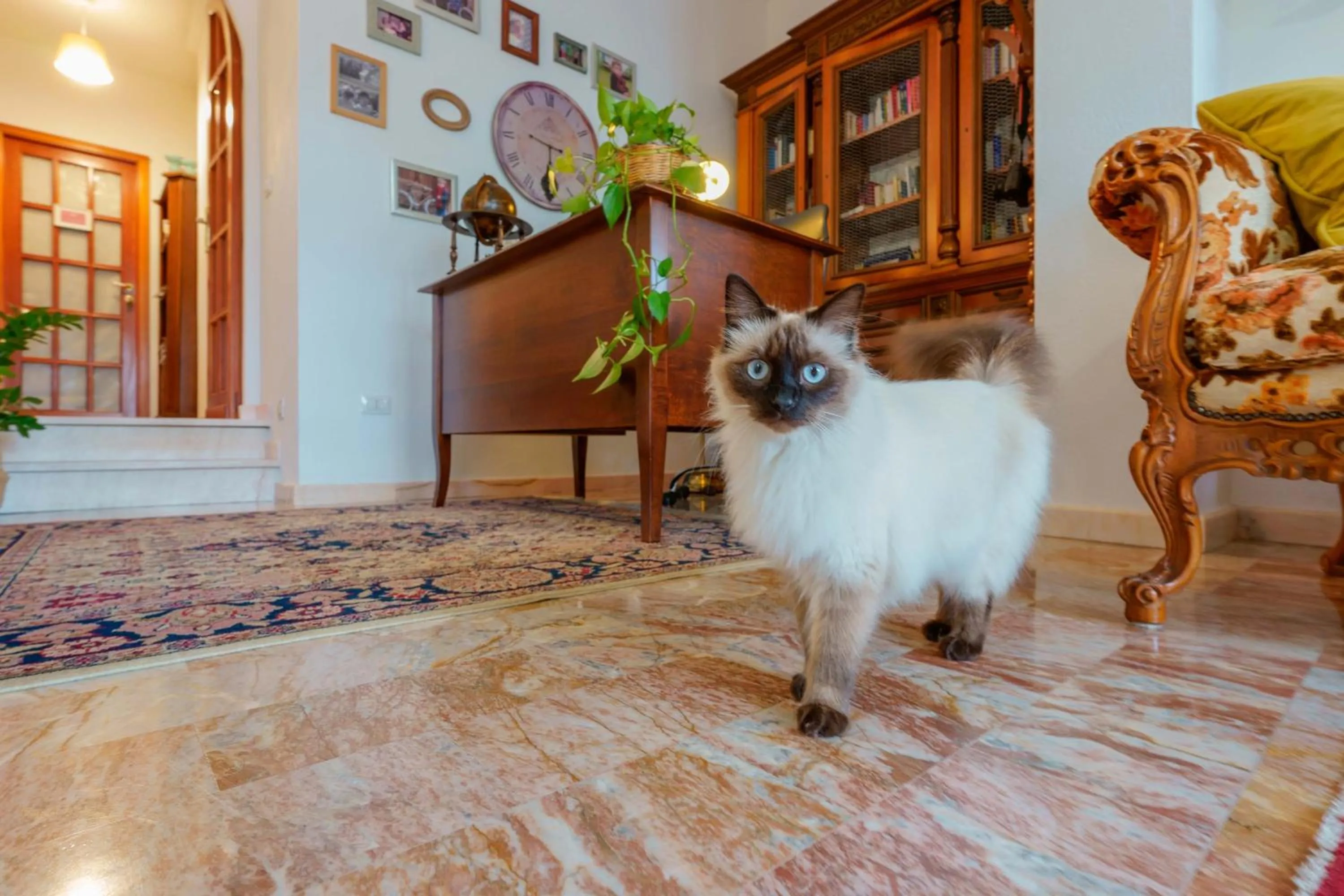 Lobby or reception in BB 1987 Pula