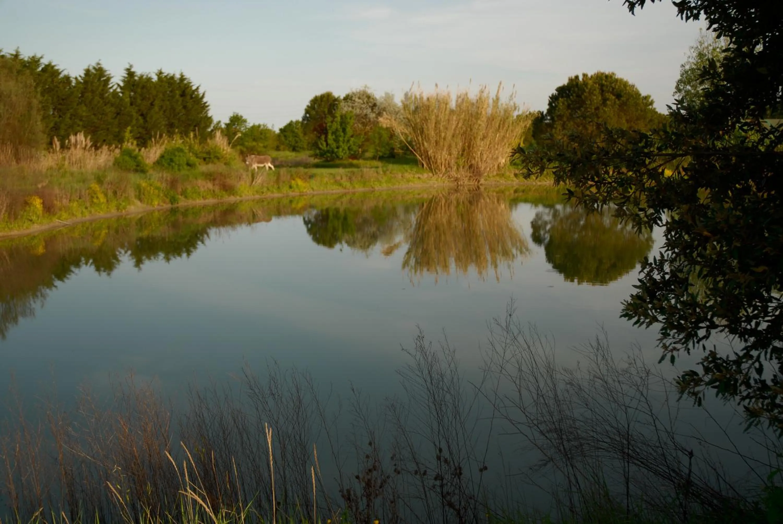 Natural landscape in Rose Canine B&B