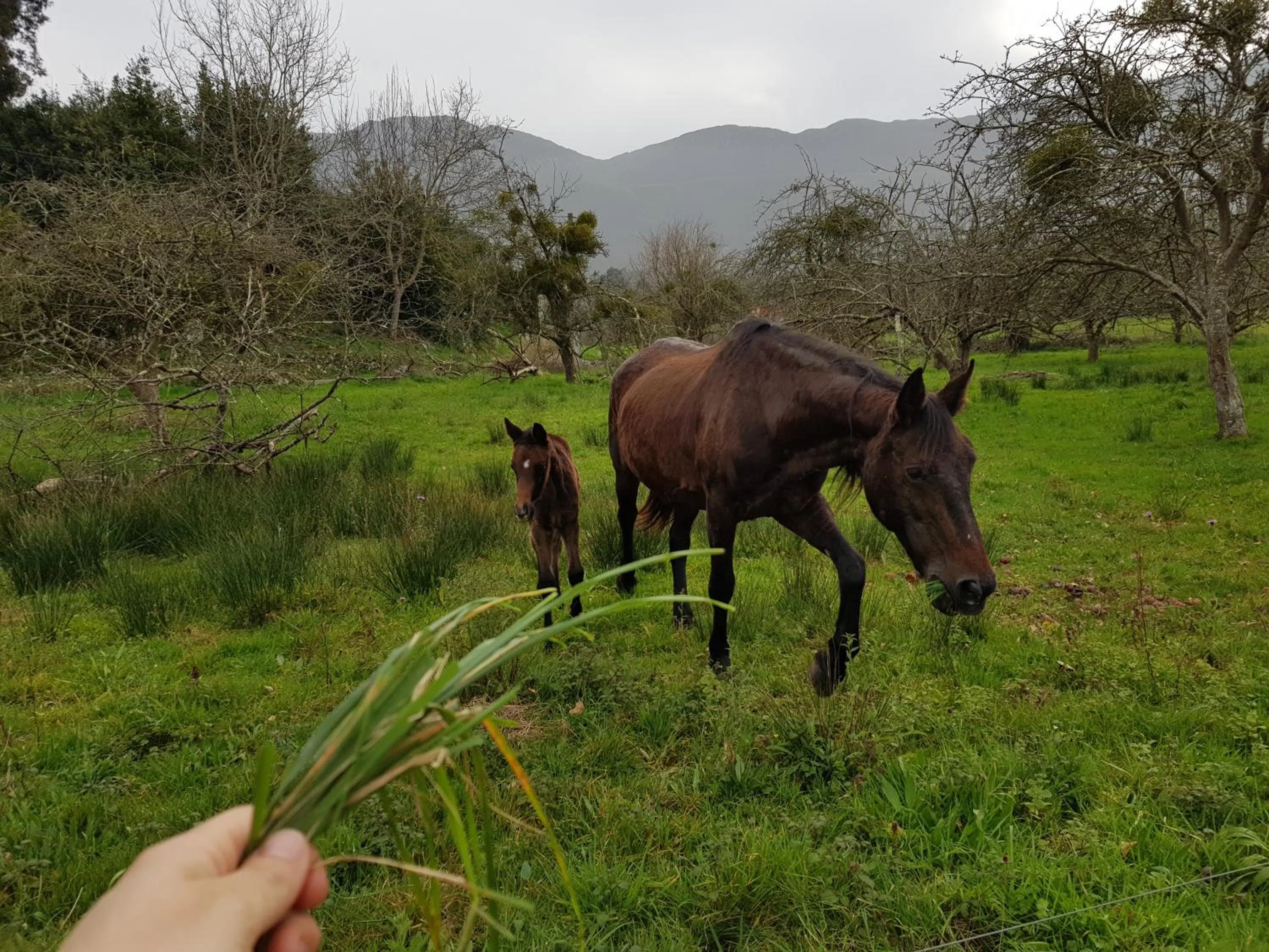 Animals in Amaicha Hotel Rural