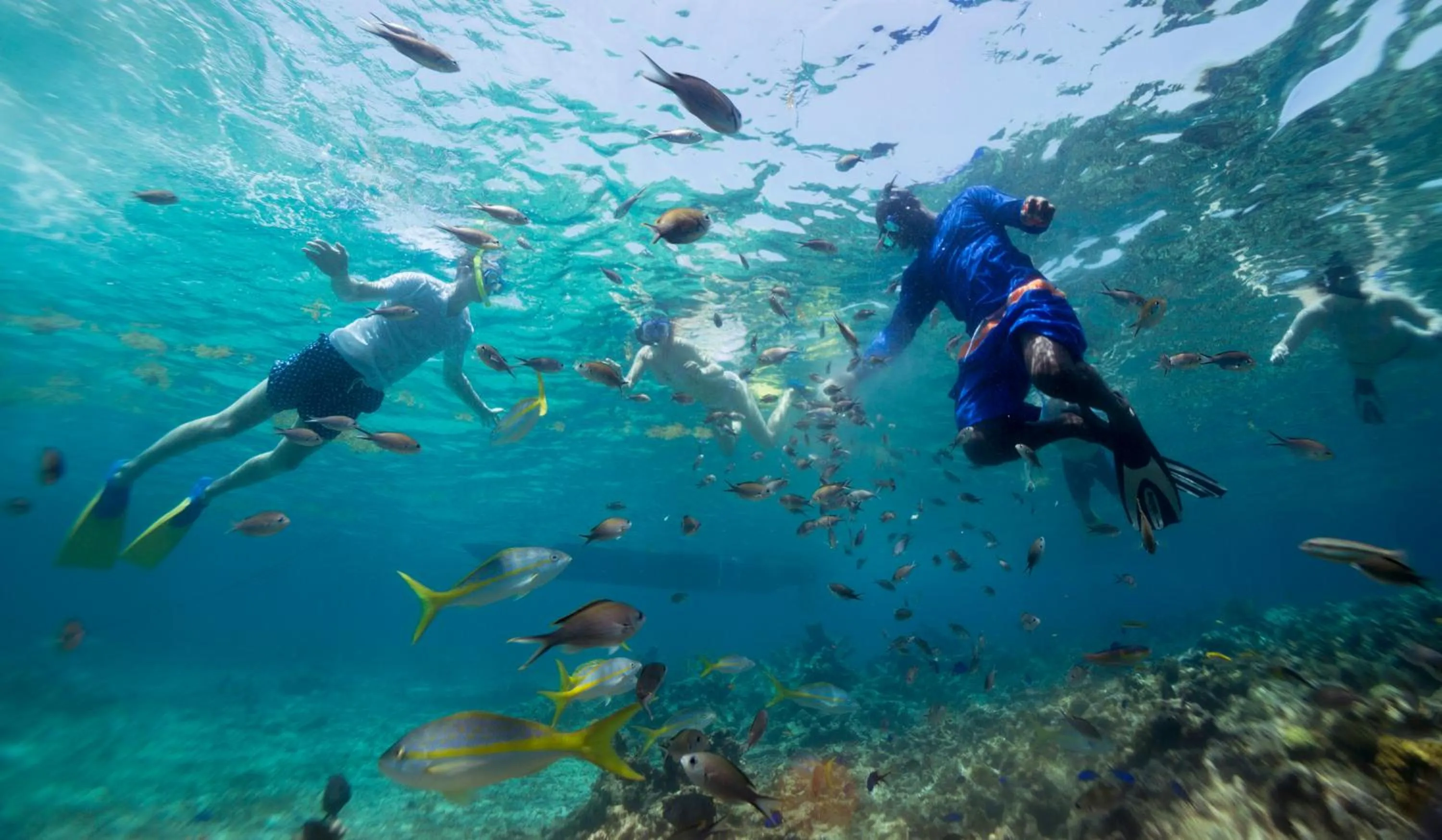 Snorkeling in Curtain Bluff - All Inclusive