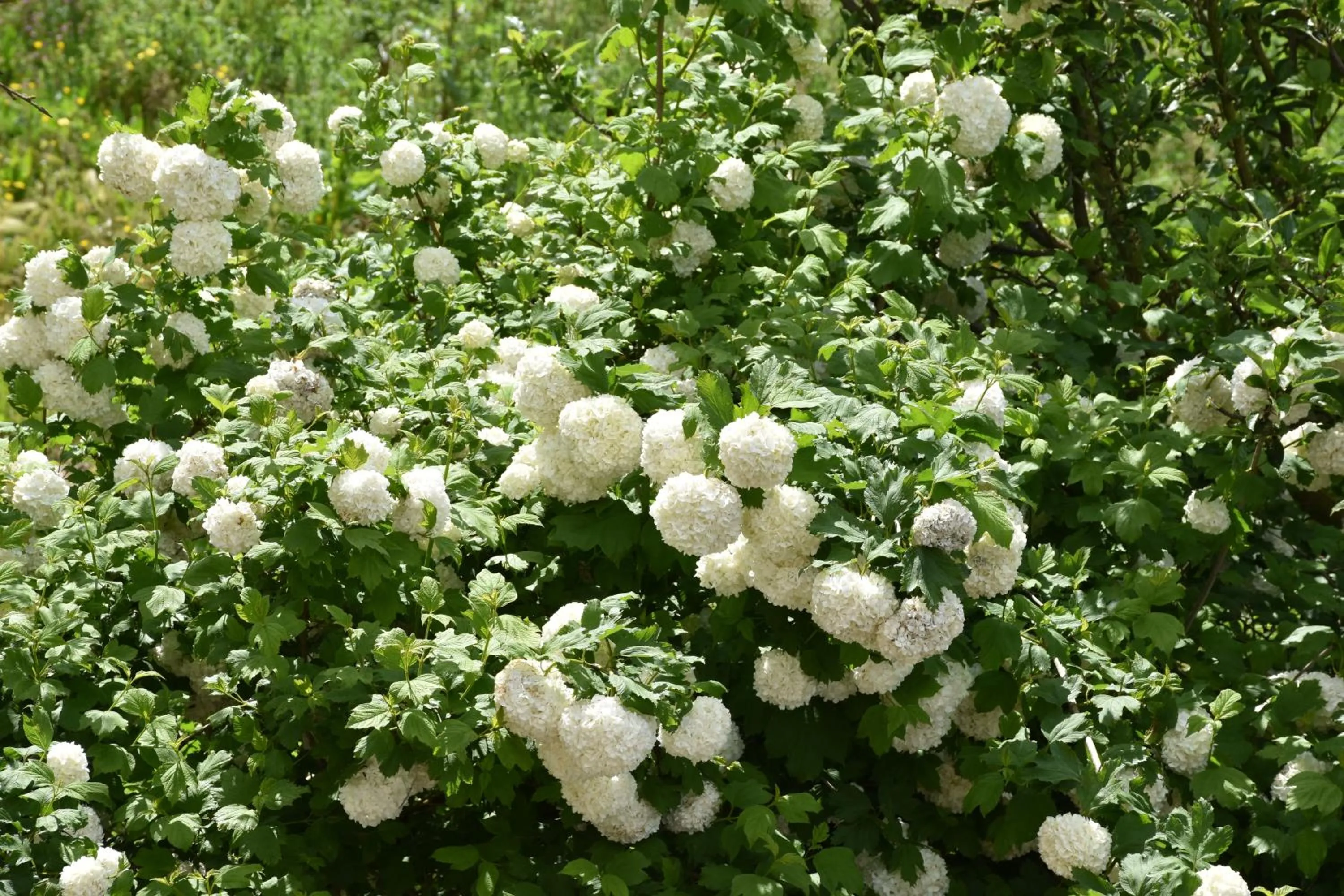 Natural landscape in B&B NEL VERDE