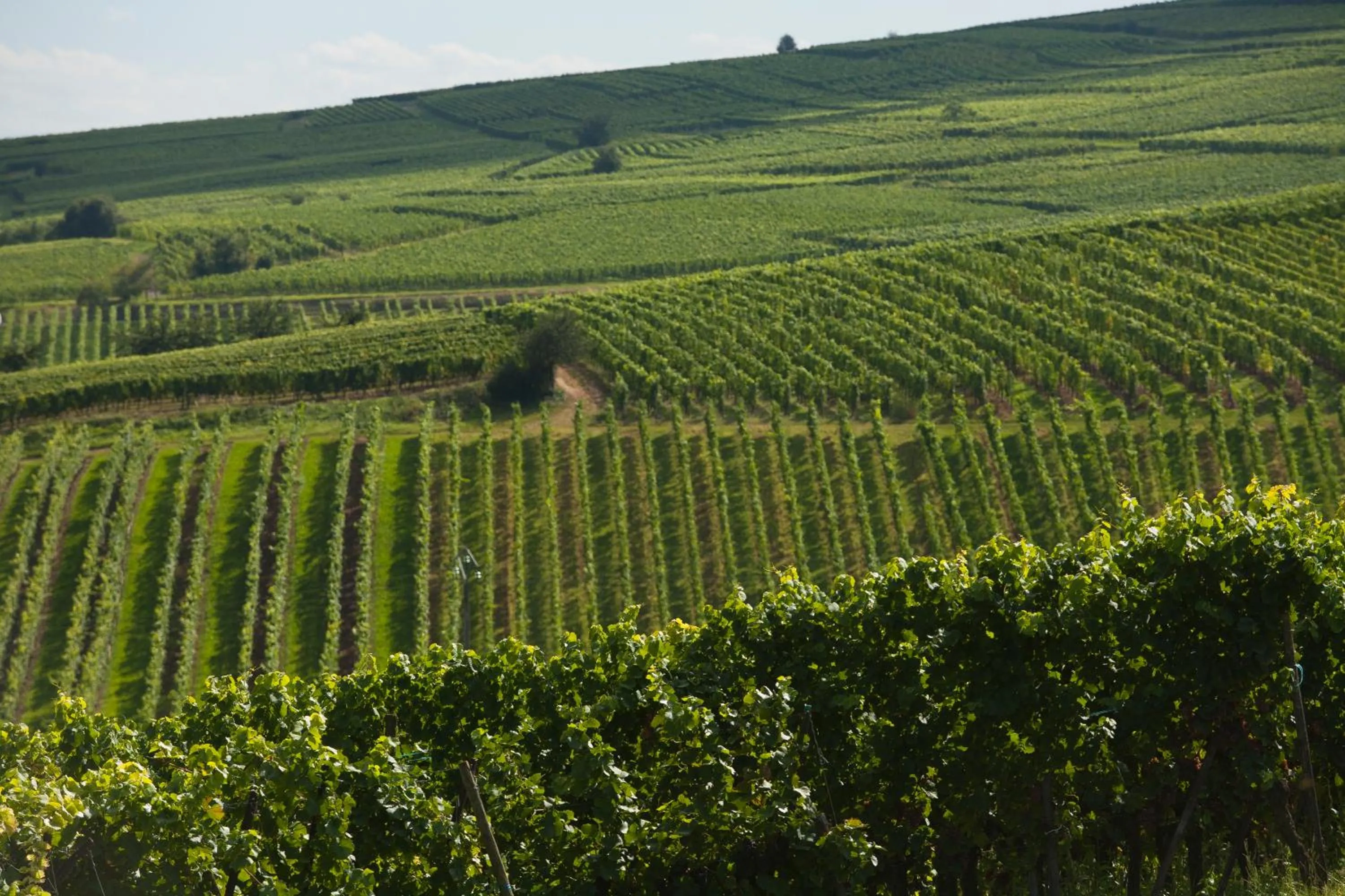 View (from property/room) in Hôtel Restaurant Logis La Palette
