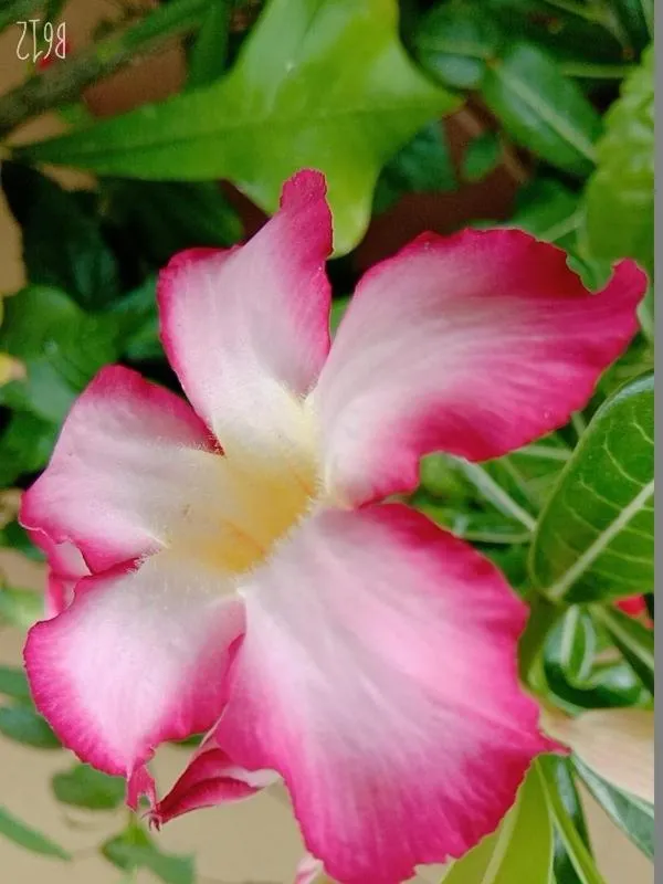 Garden in Hanu Reddy Residences Wallace Garden