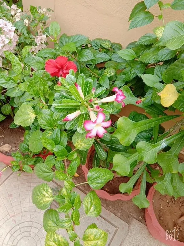 Garden in Hanu Reddy Residences Wallace Garden