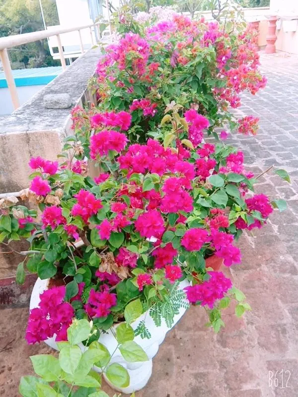 Garden in Hanu Reddy Residences Wallace Garden