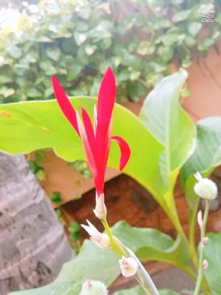 Garden in Hanu Reddy Residences Wallace Garden