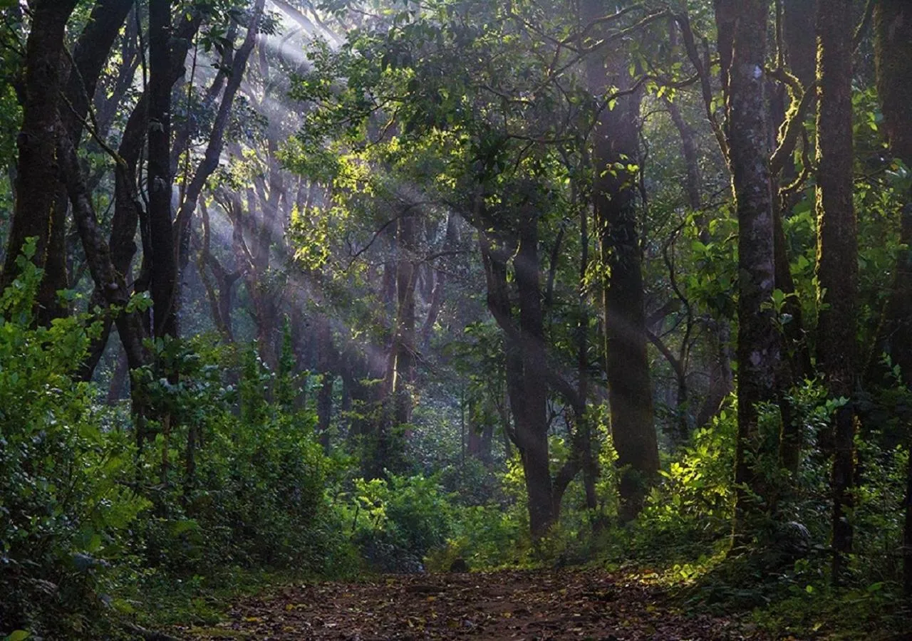 View (from property/room) in The Tamara Coorg