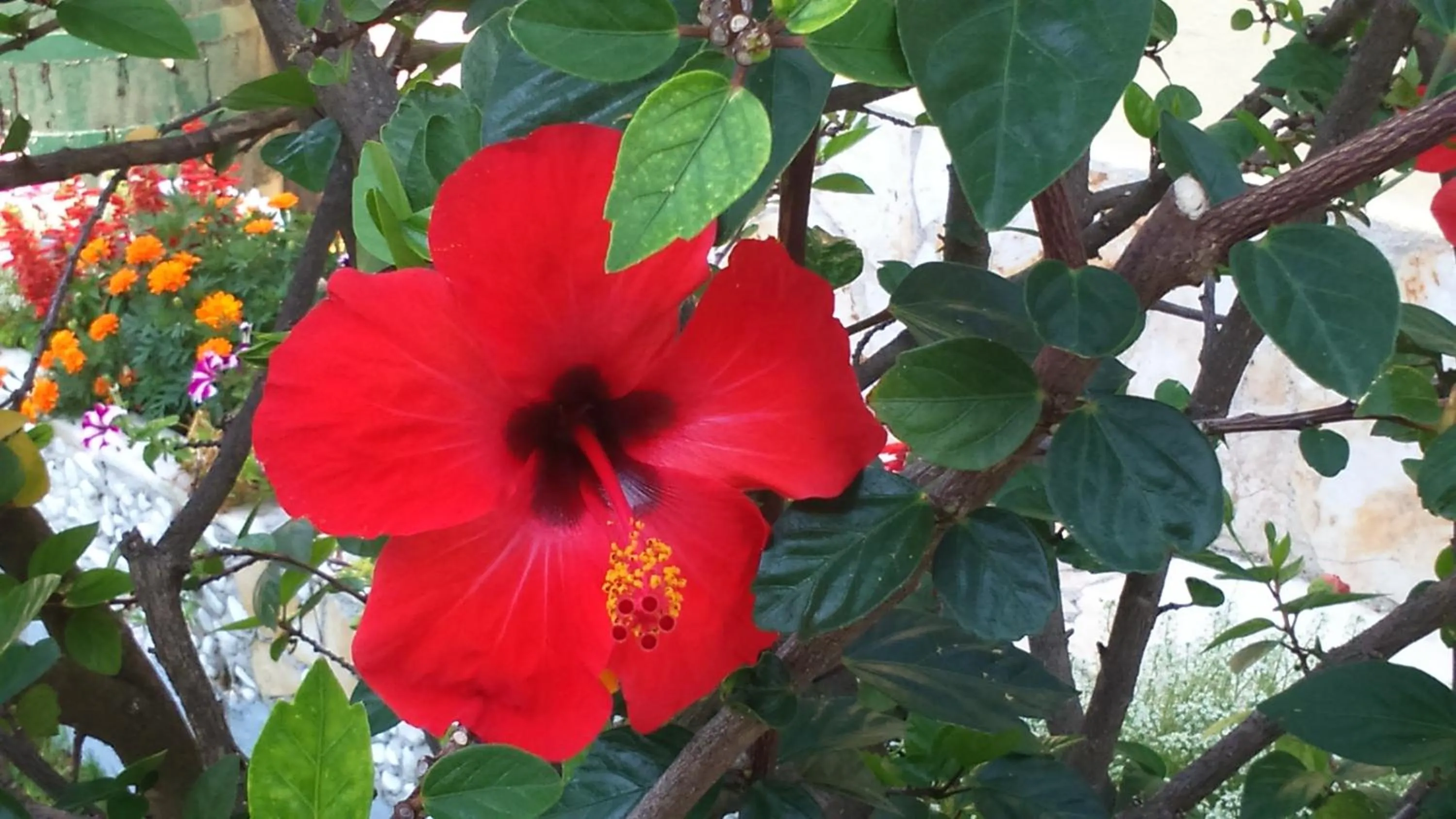 Garden in Irene Apartments