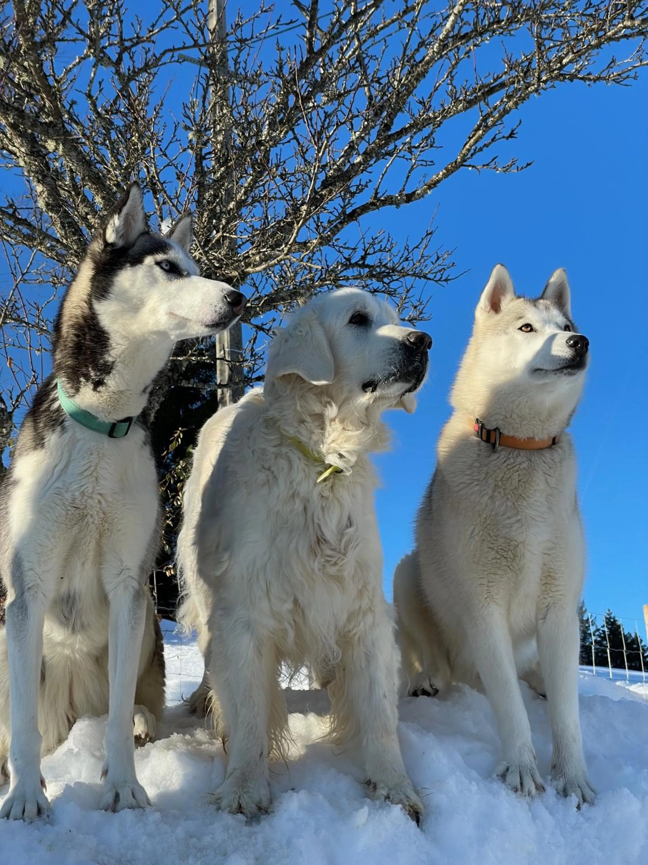 Winter in Le Valombré