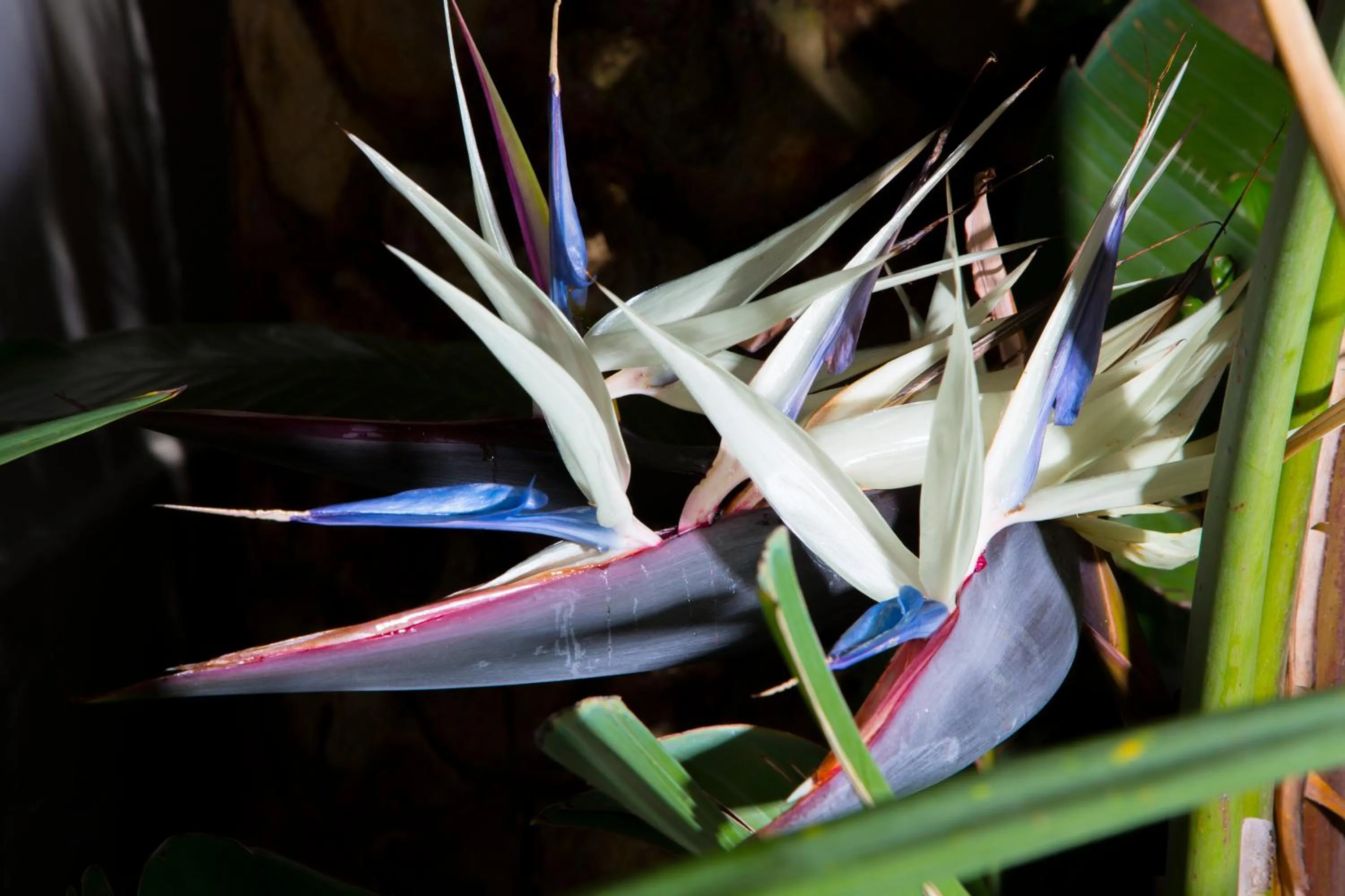 Residence La Conchiglia