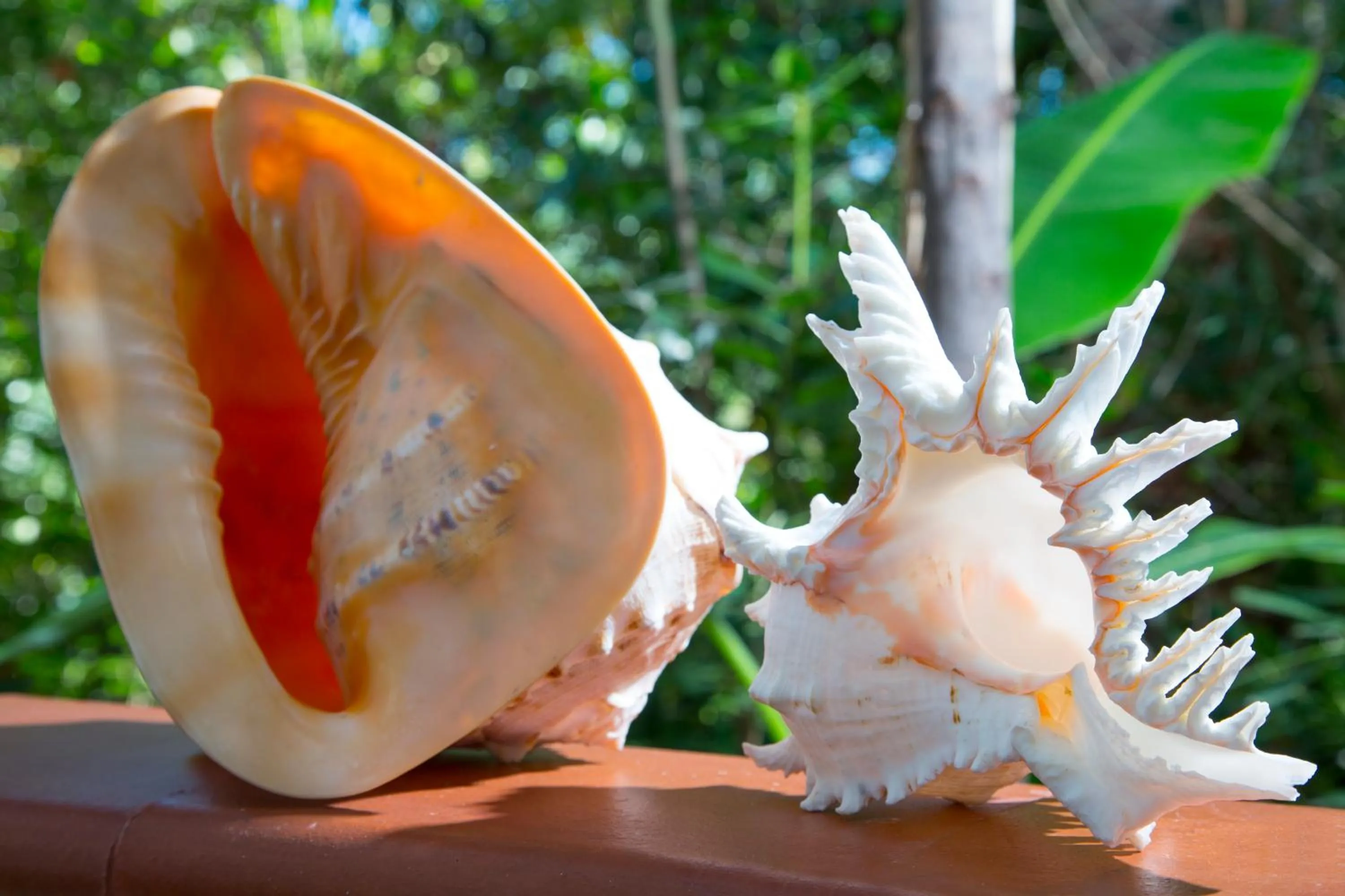 Residence La Conchiglia