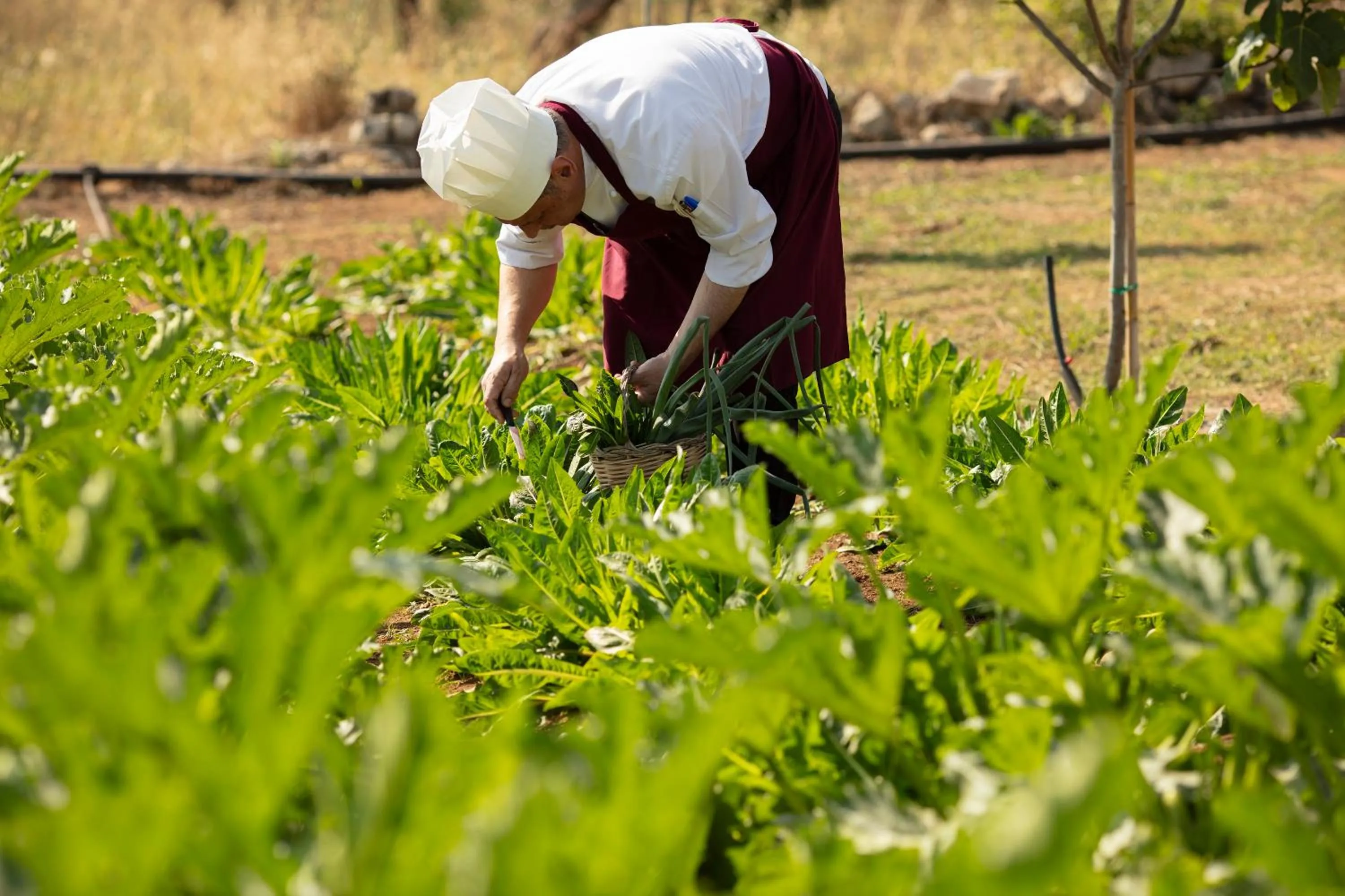 Restaurant/places to eat in Borgo Mulino a Vento - Resort