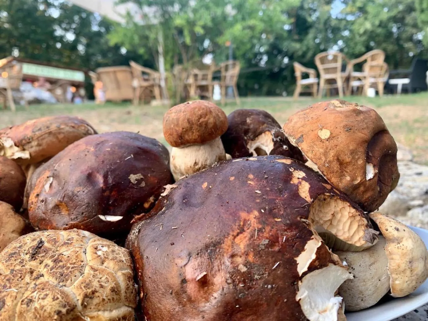 Il Podere San Giuseppe