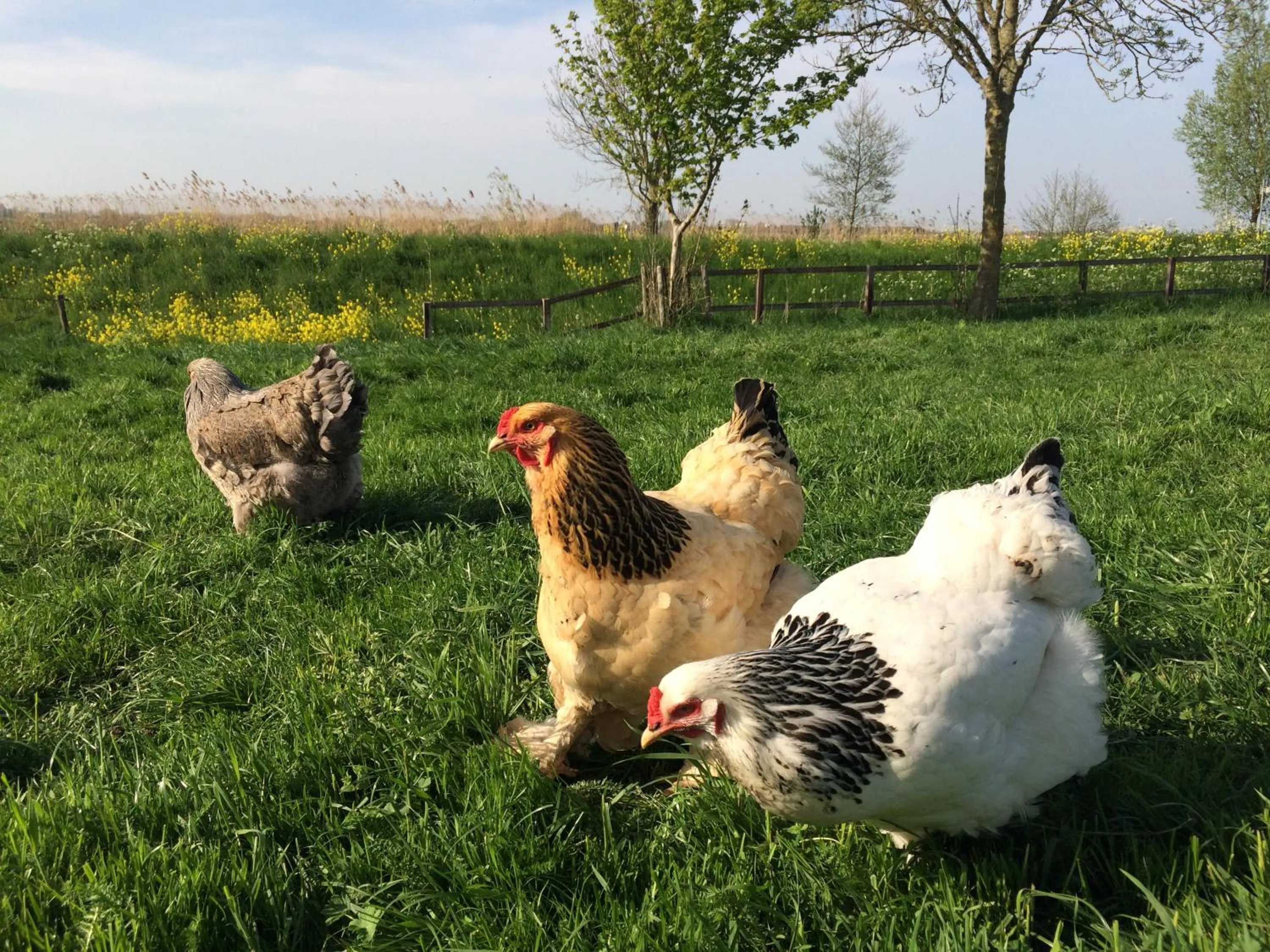 Animals in B&B De Donk