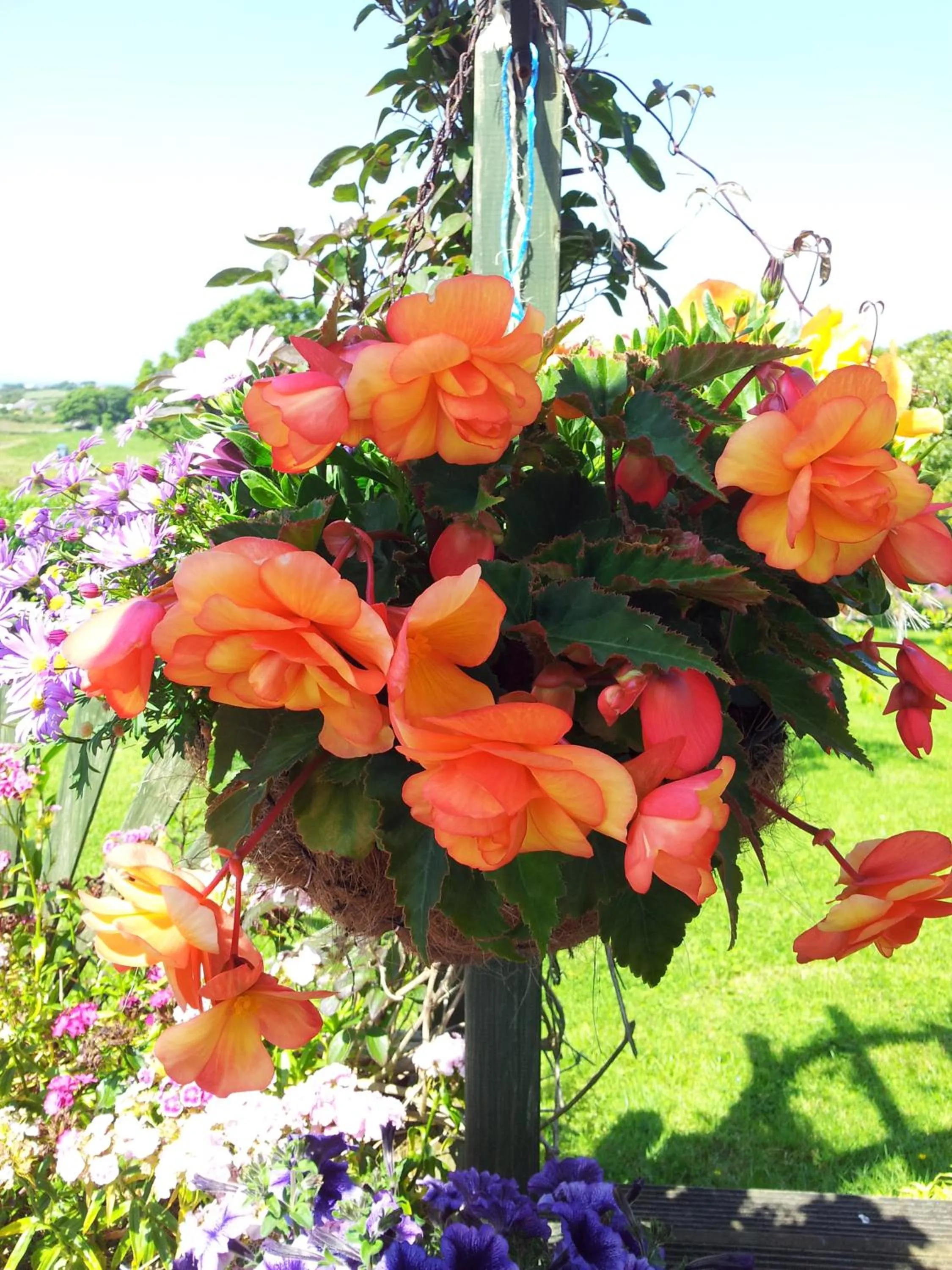 Garden in Mount Edward Lodge