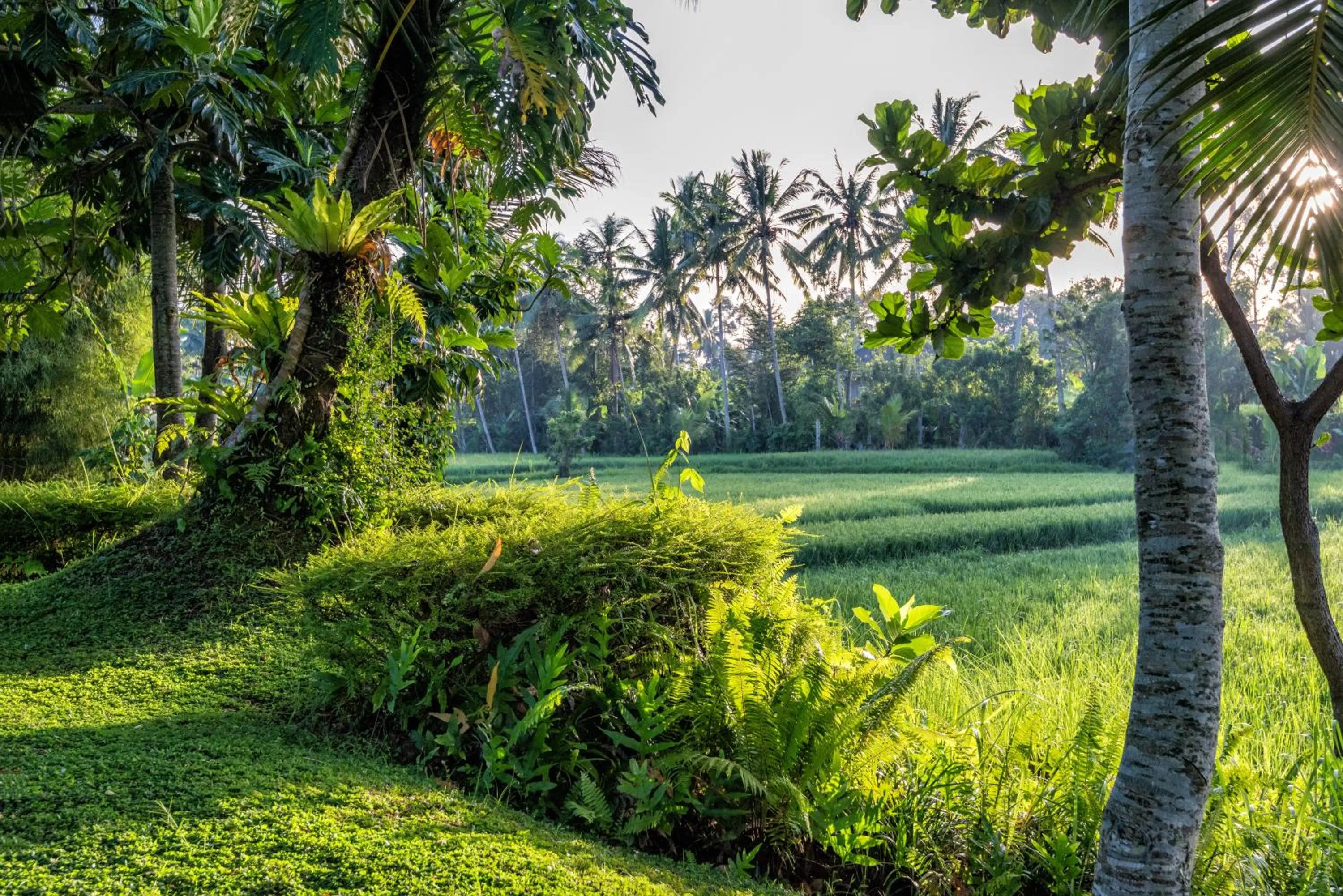 Natural landscape in Villa Sabandari