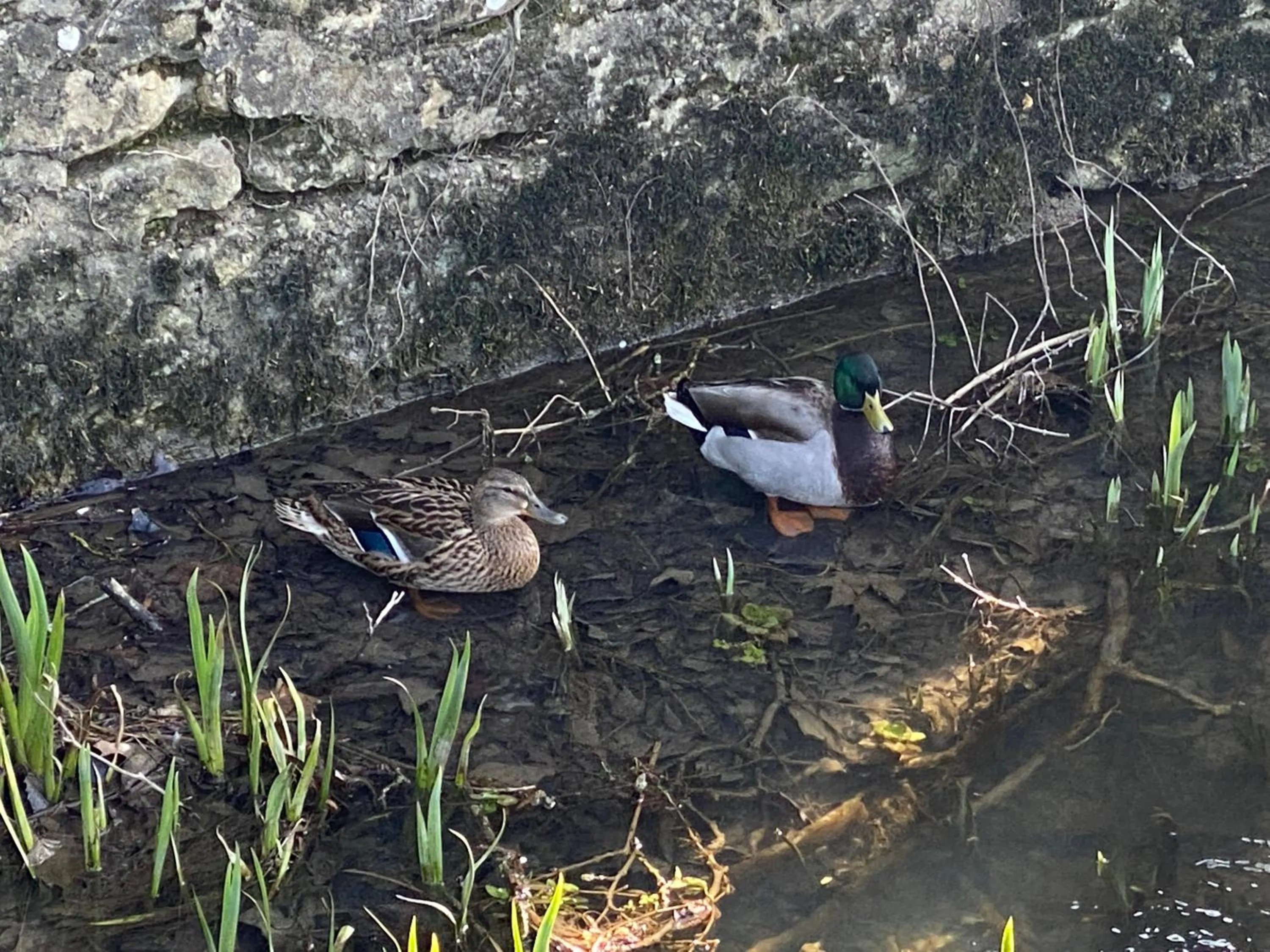 Spring in Logis Hôtel Le Saint Georges