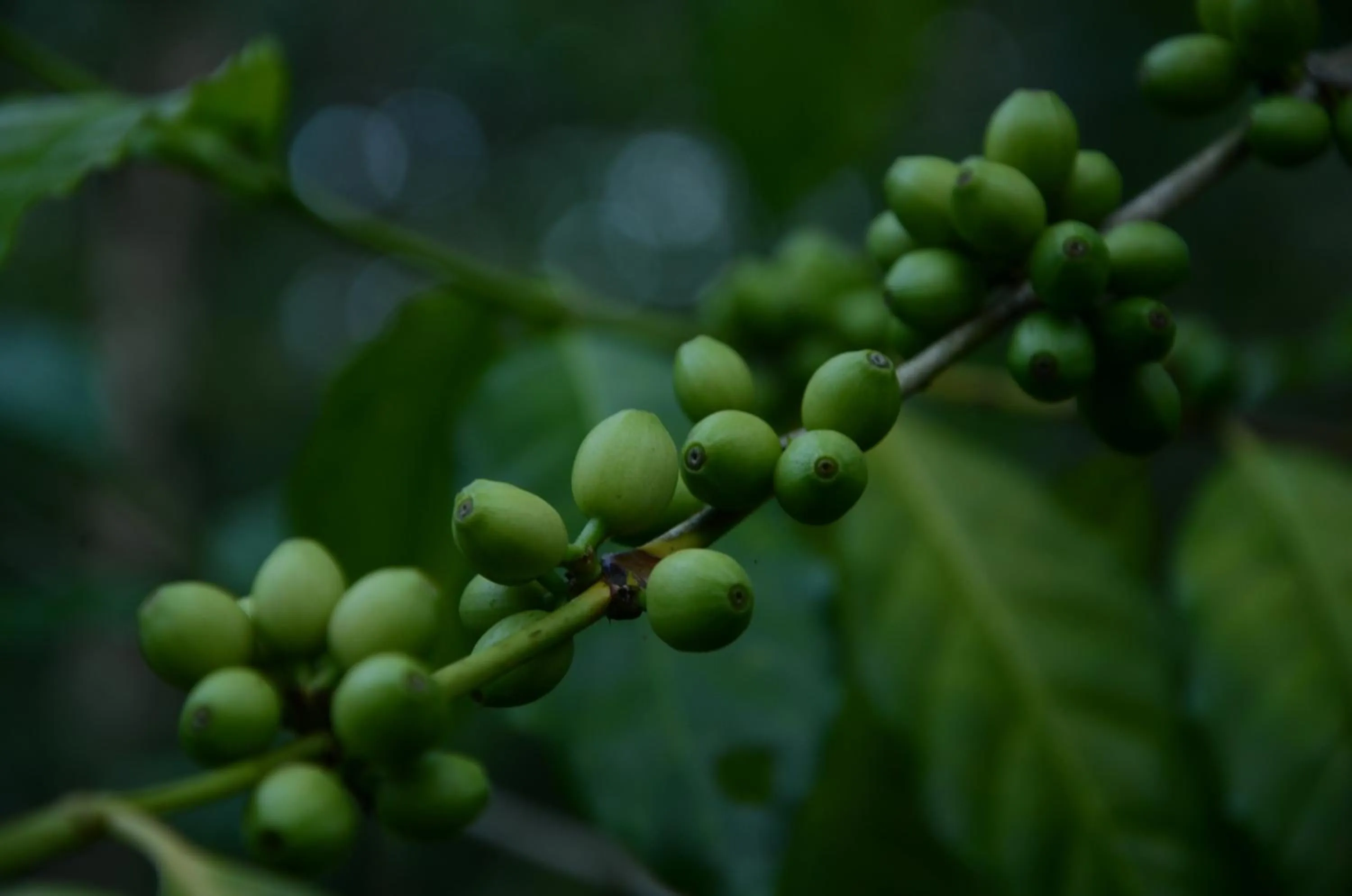 Food close-up in Spice Grove