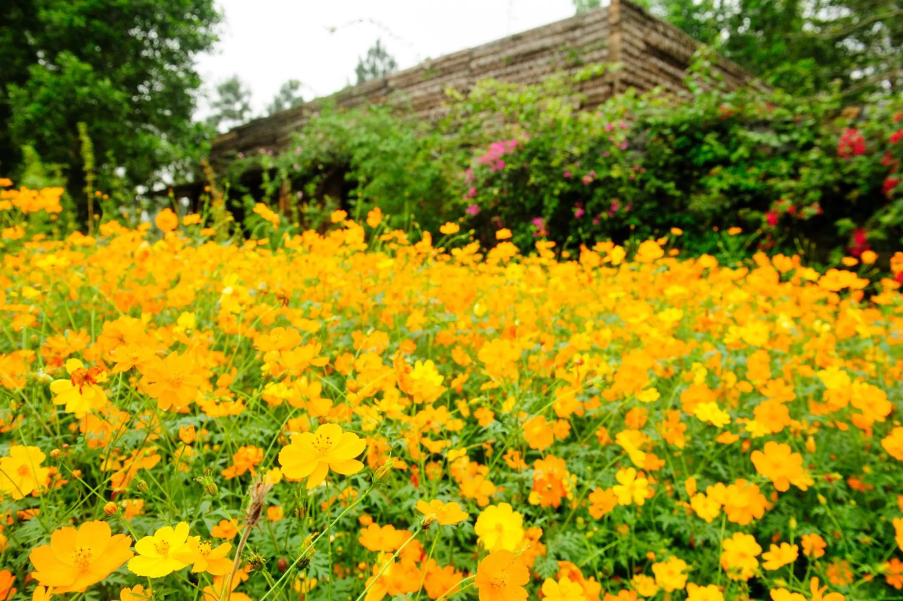 Garden in Flamingo Dai Lai Resort