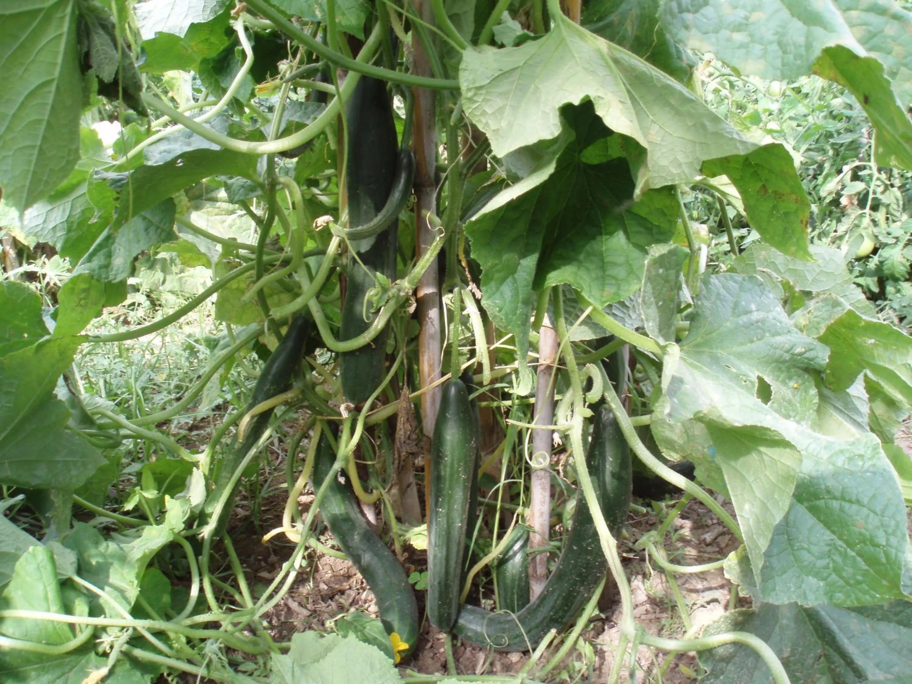 Garden in Marinos Studios at Lourdata village