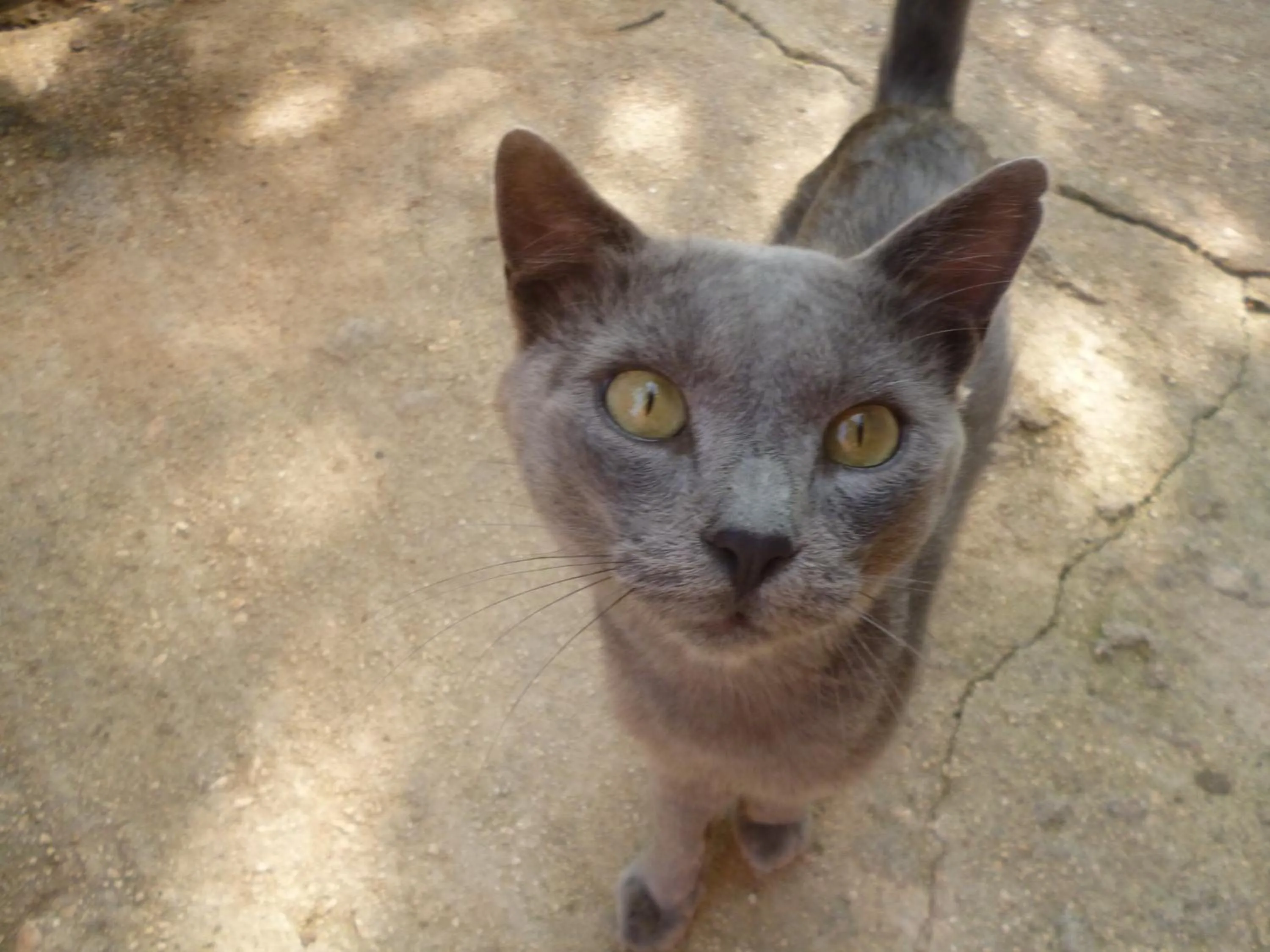 Animals in Marinos Studios at Lourdata village