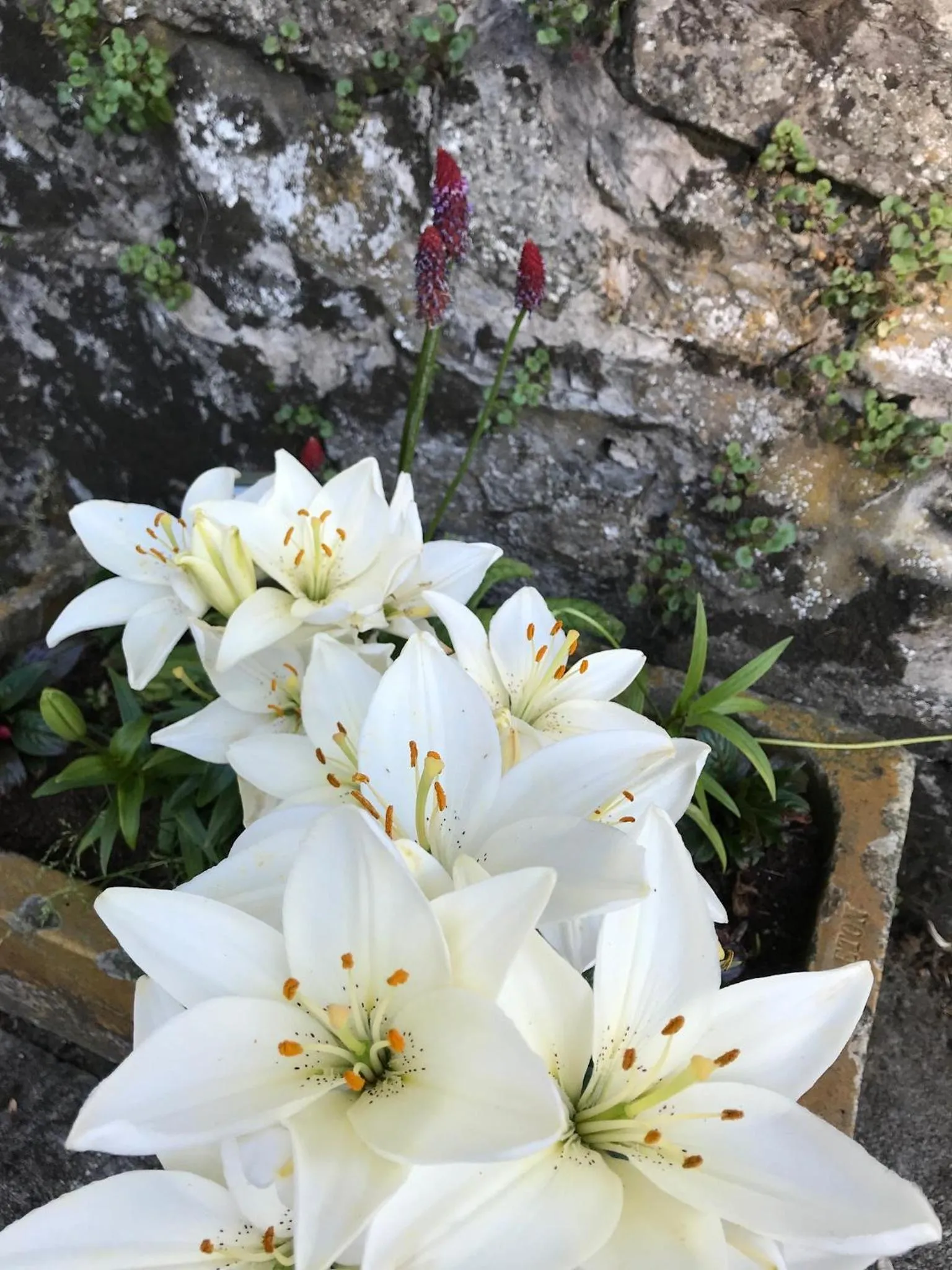 Garden in South Craighall B&B