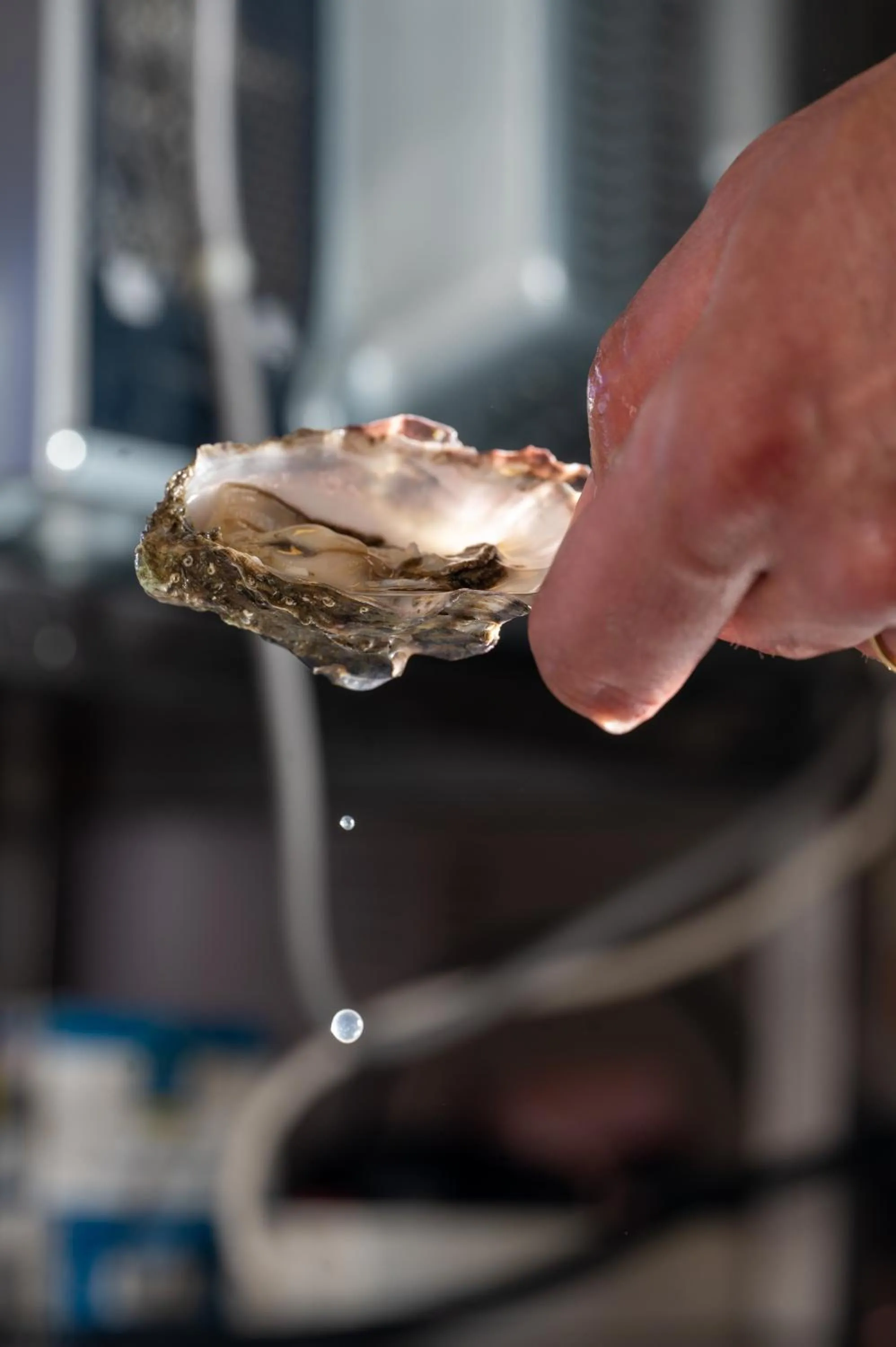 Restaurant/places to eat in Hôtel Restaurant La Voile Bleue