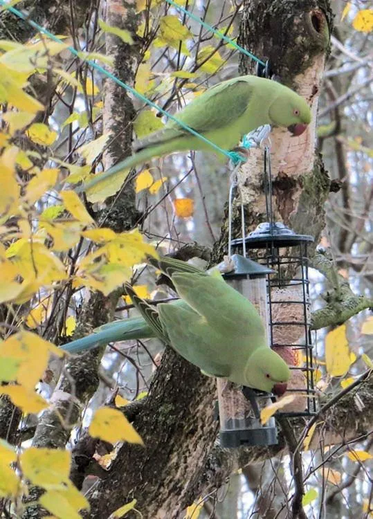 Activities in Mes Oasis Nancy