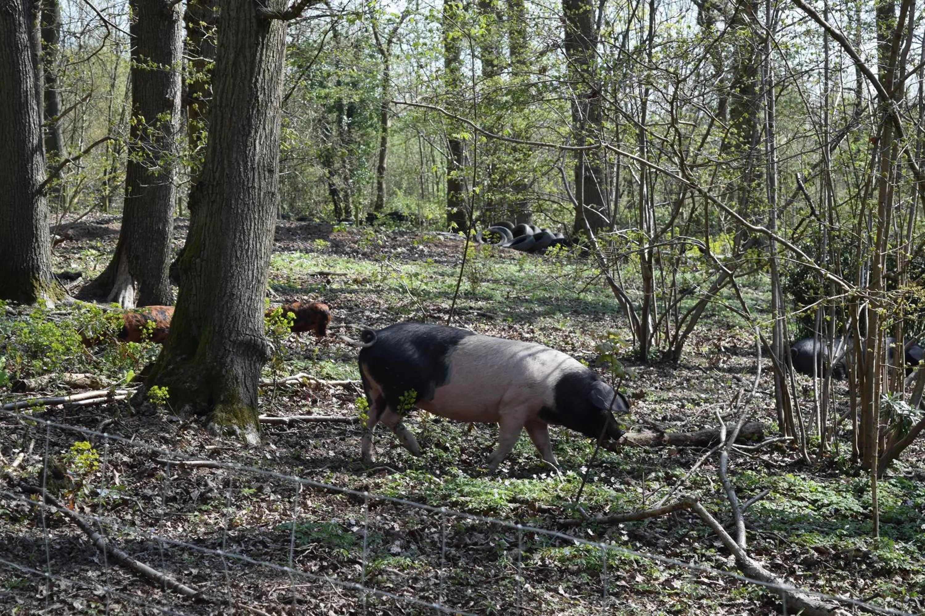 Animals in Oakside Lodge Guest House