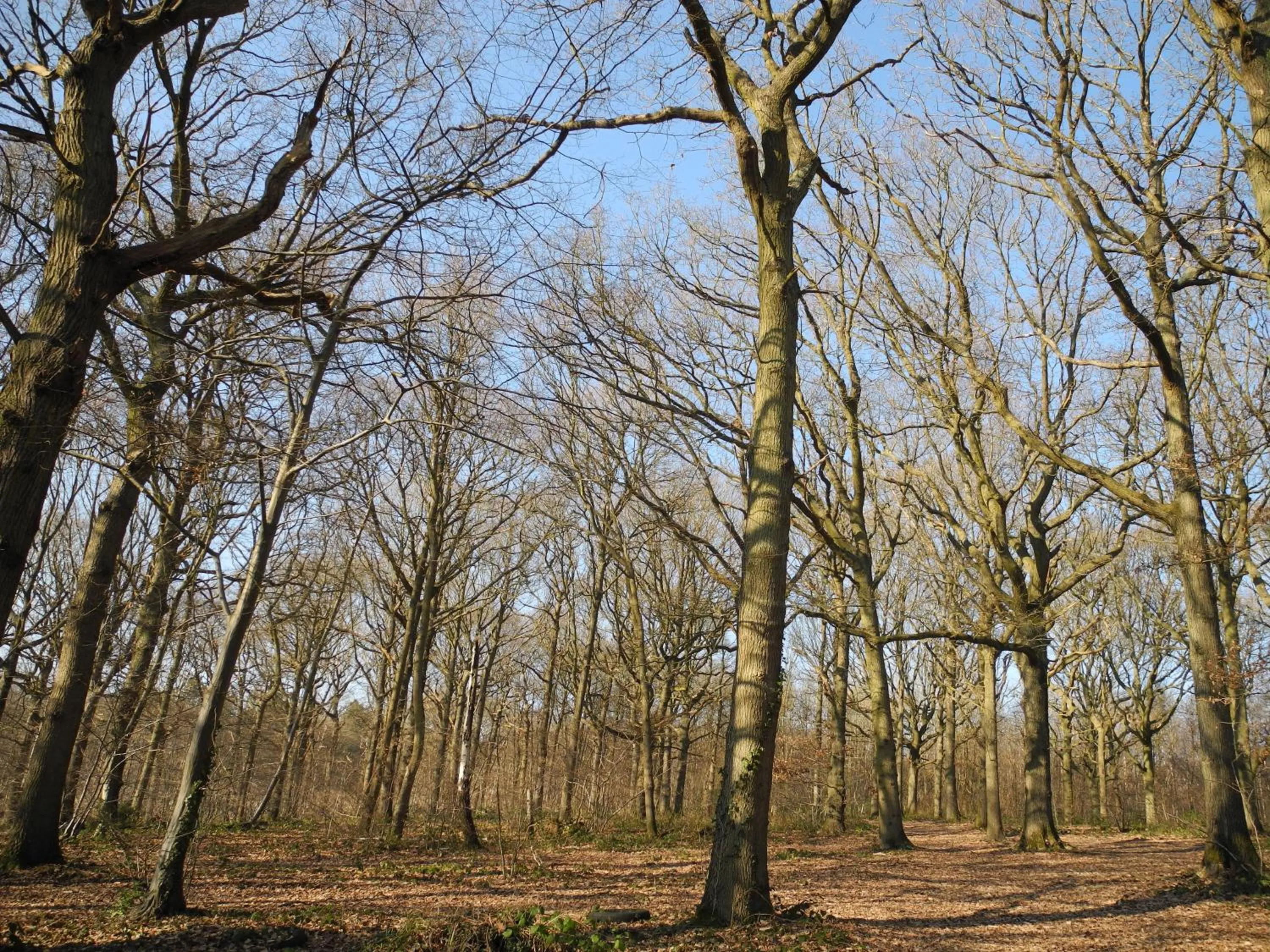 Natural landscape in Oakside Lodge Guest House